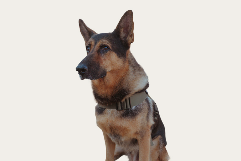 我が家のペット自慢5 中野家のオスカー　