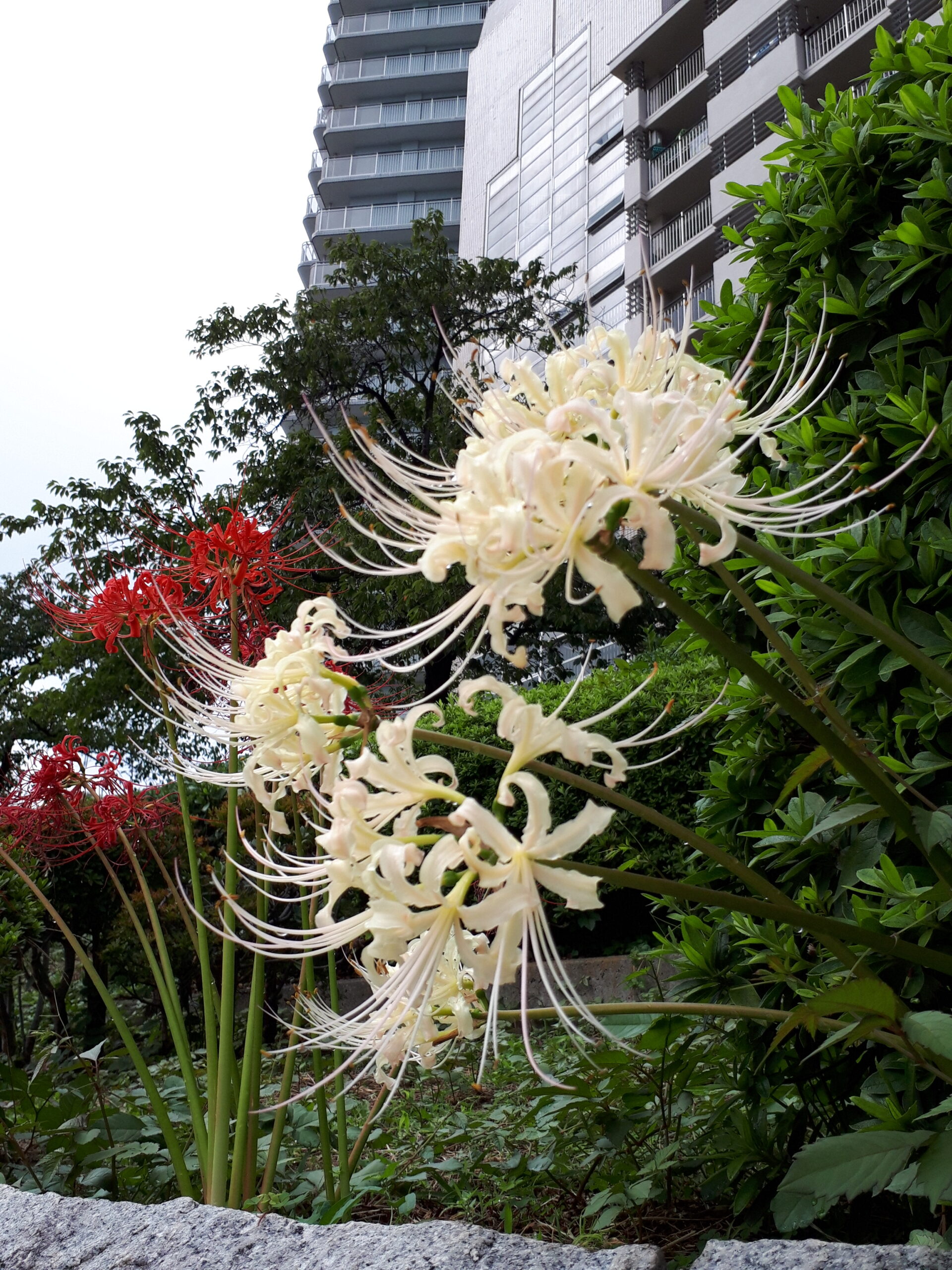 街角植物観察日記⑧　佃二丁目菅野さん　ヒガンバナ