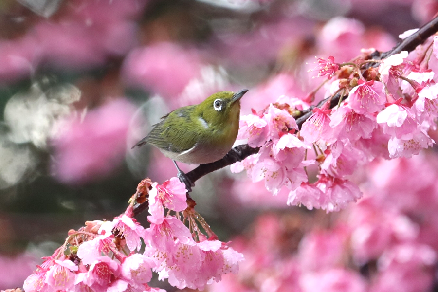 野鳥観察会2020年のページを立ち上げました