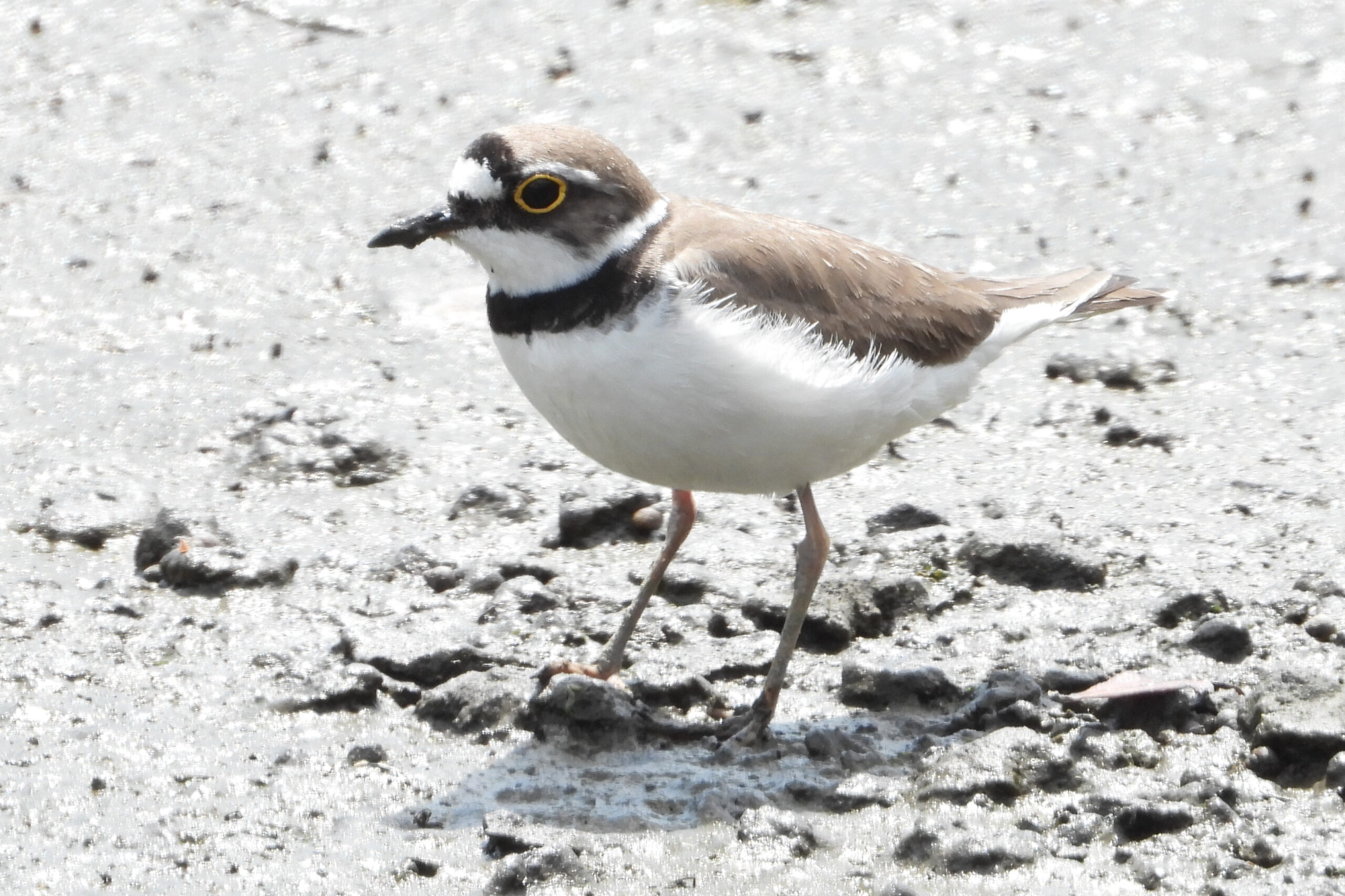 佃月島で観察できる野鳥図鑑　連載27　　「コチドリ」