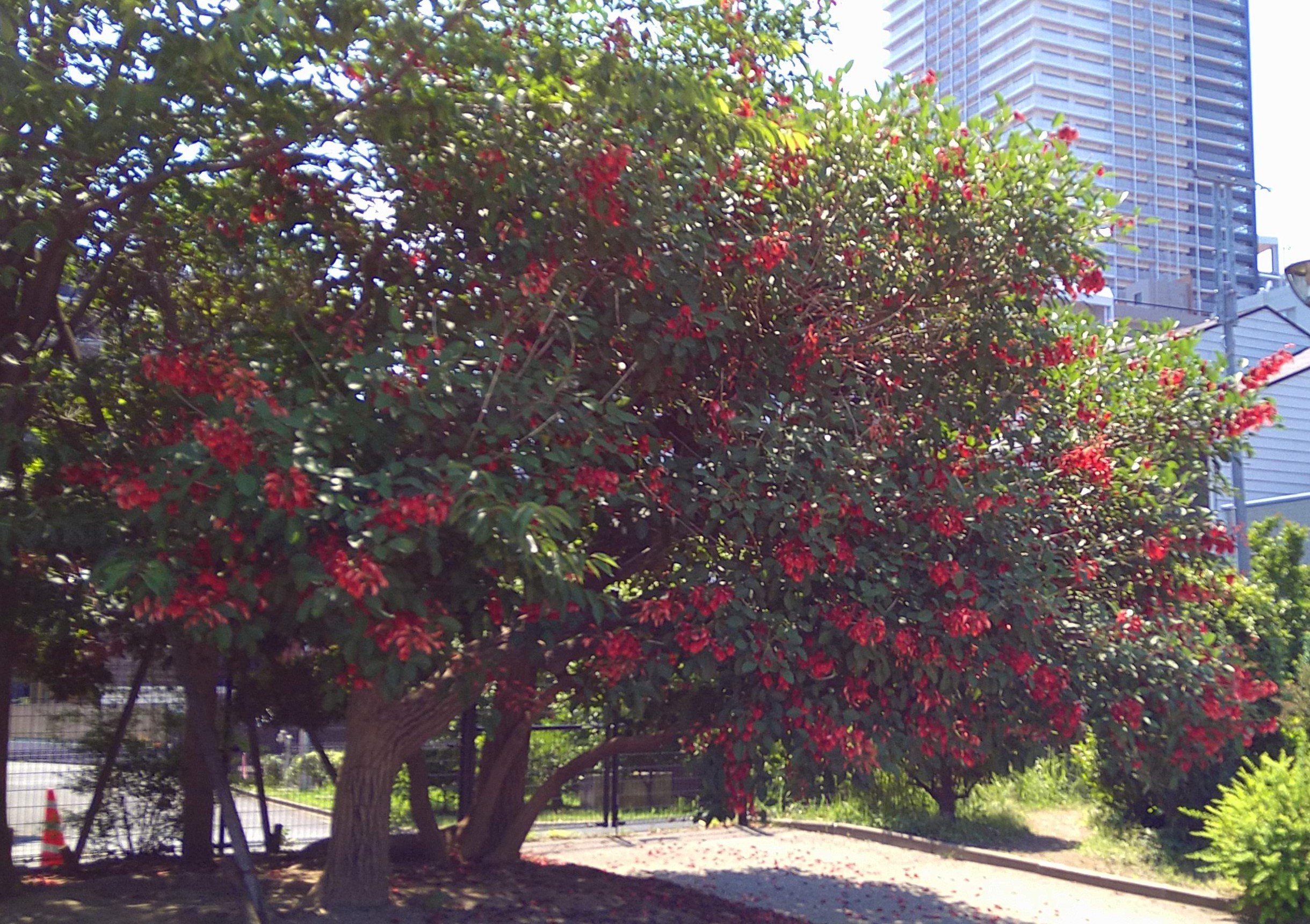 街角植物観察日記46　　佃二丁目菅野さん　「アメリカディゴ」