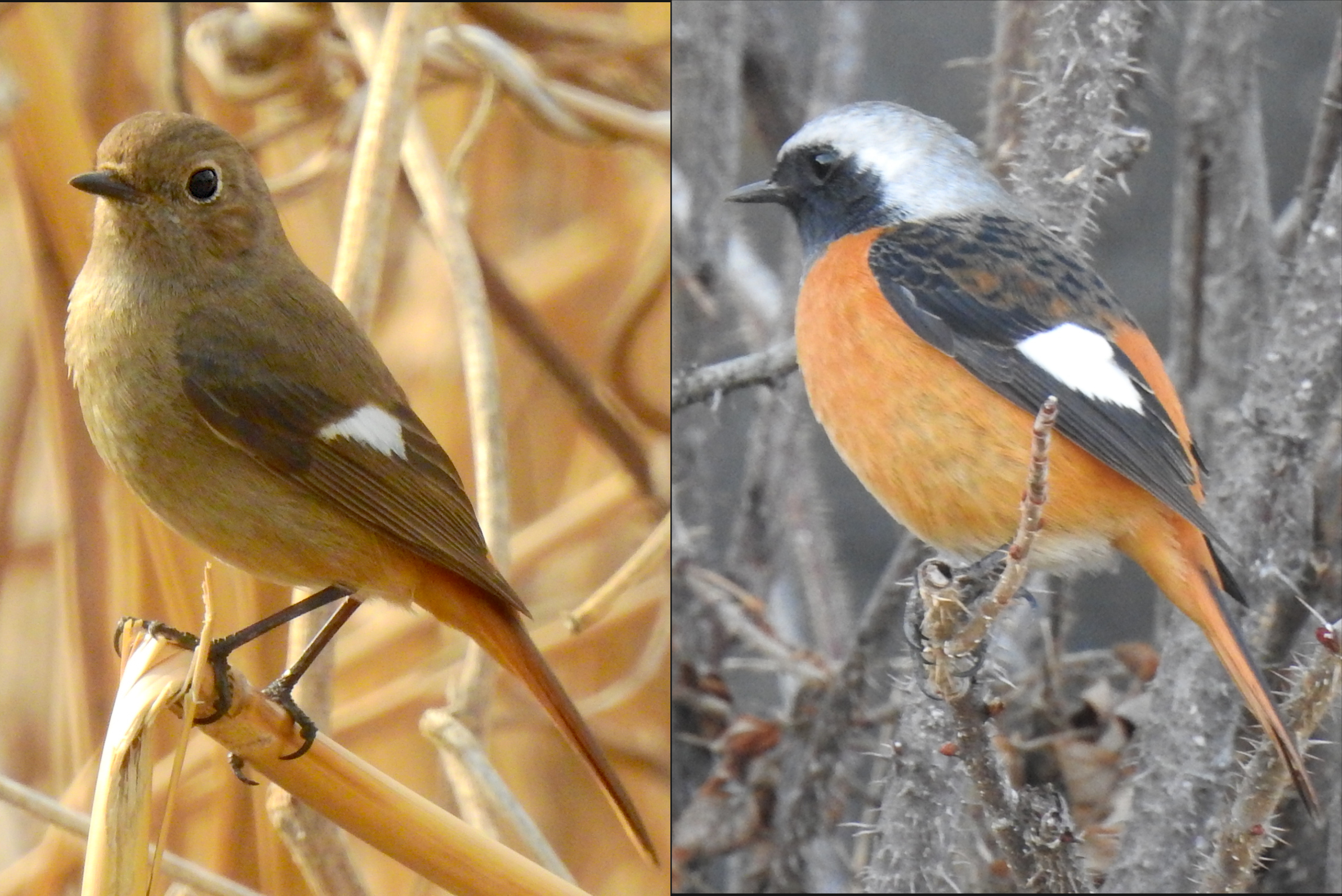 佃・月島にくる野鳥の見分け方　㊽　2月 ジョウビタキのオス・メス　佃二丁目藤田さん