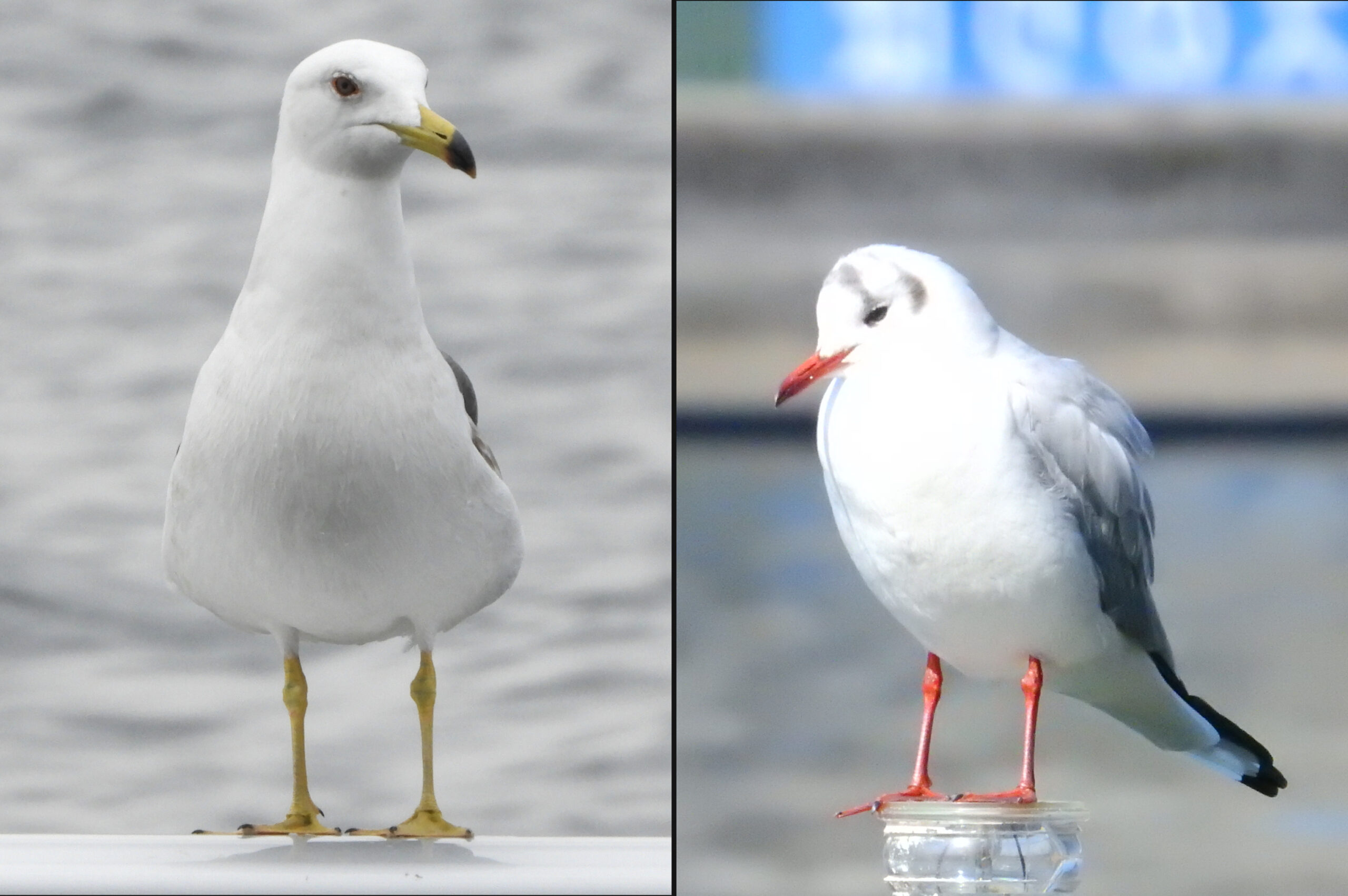 佃・月島にくる野鳥の見分け方㊾3月 ユリカモメとウミネコ　佃二丁目藤田さん