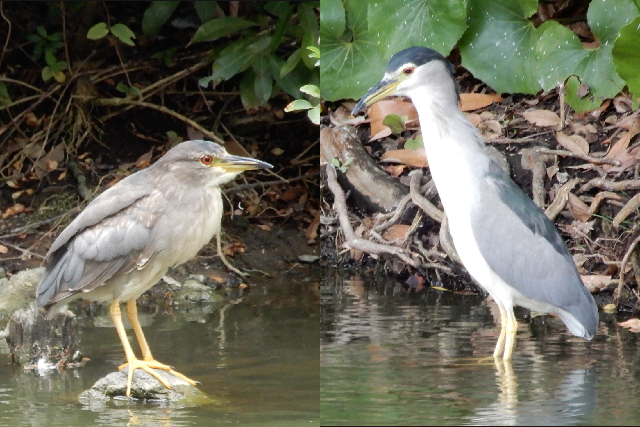 佃・月島にくる野鳥の見分け方５２　6月 ゴイサギとホシゴイ　佃二丁目藤田さん