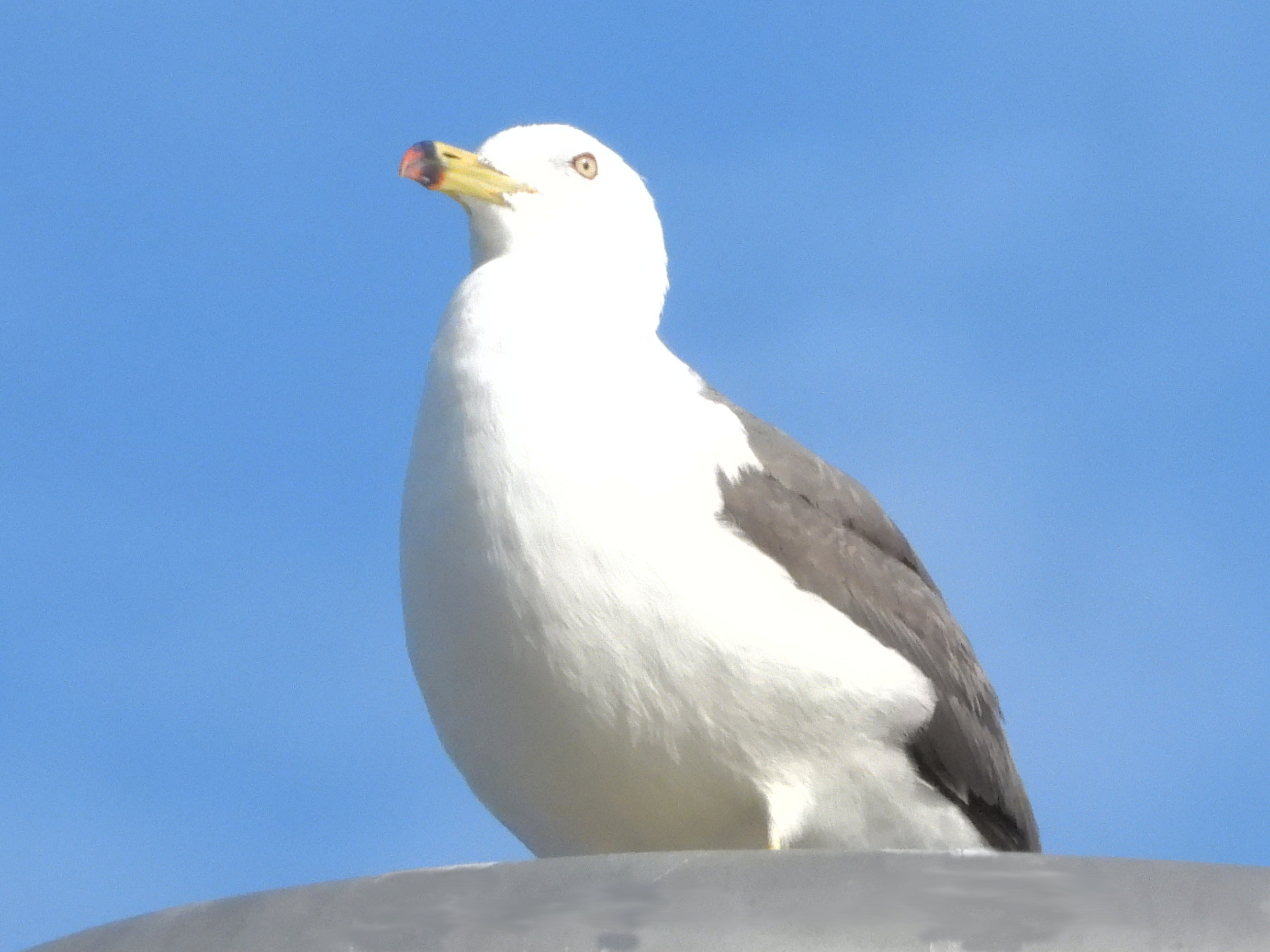 2022-08 住吉神社・佃堀の野鳥たち54 「ウミネコ」佃二丁目藤田さん