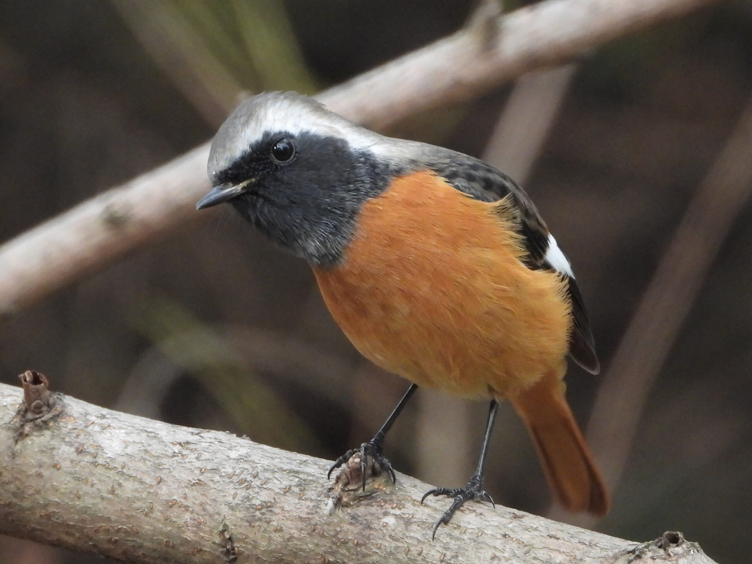 2023-01 住吉神社・佃堀の野鳥たち59「ジョウビタキ」