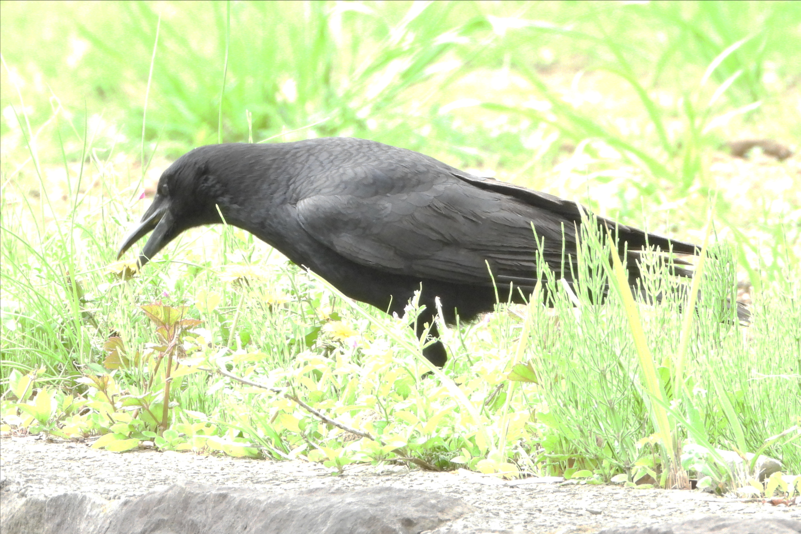 2023-05住吉神社・佃堀の野鳥たち60「ハシブトガラス」  佃二丁目藤田さん