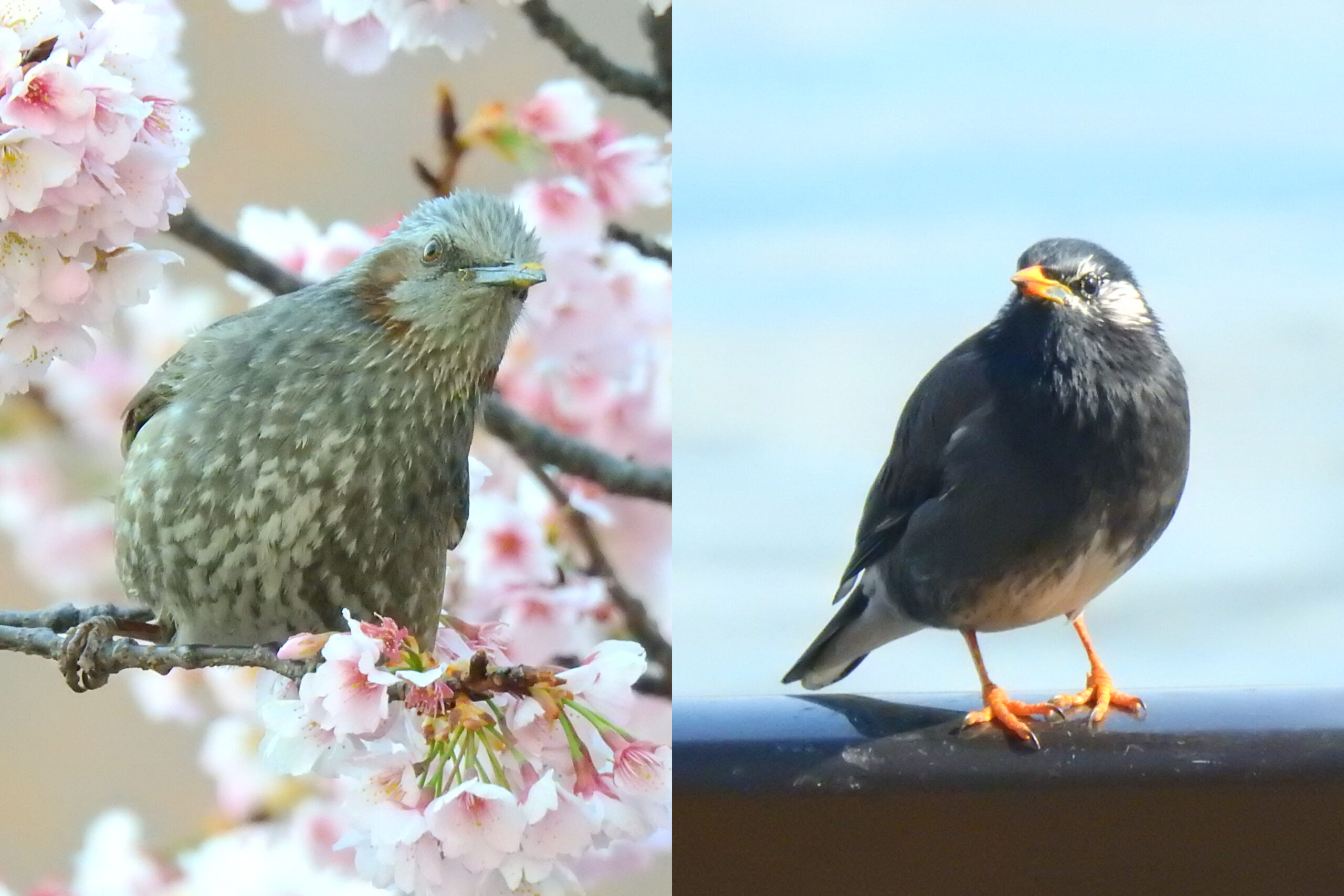 佃・月島にくる野鳥の見分け方㊸　8月 ムクドリとヒヨドリ　佃二丁目藤田さん