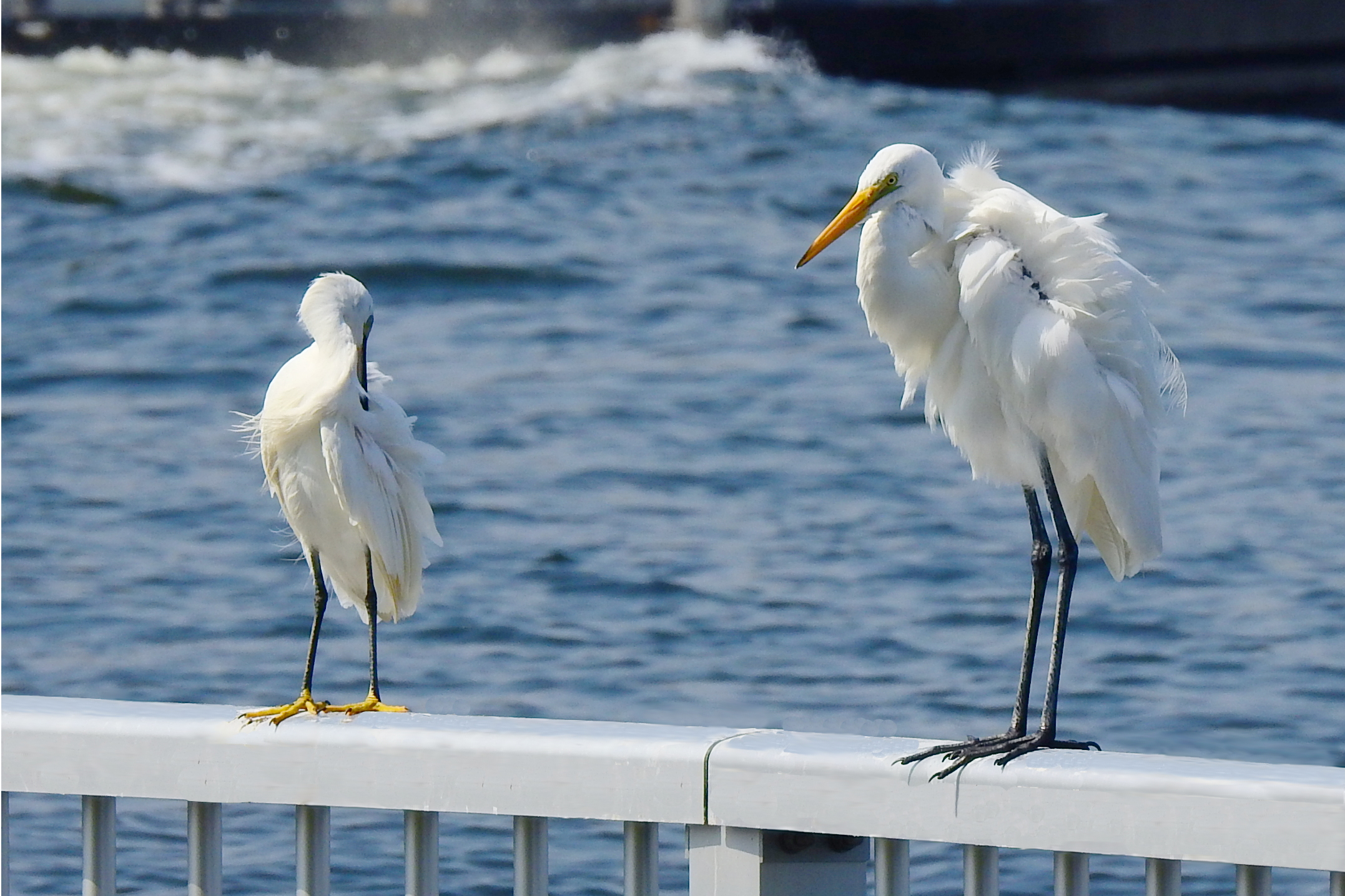 佃・月島にくる野鳥の見分け方㊹　9月 ダイサギとコサギ　佃二丁目藤田さん