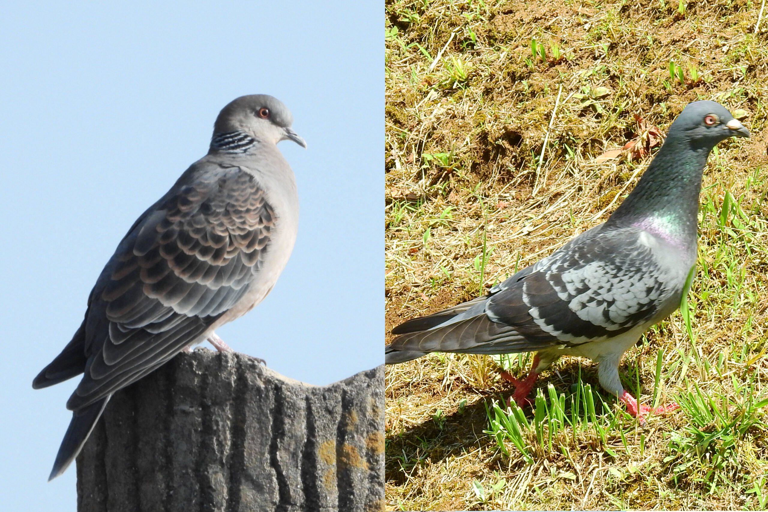 佃・月島にくる野鳥の見分け方㊺　10月 ドバトとキジバト　佃二丁目藤田さん