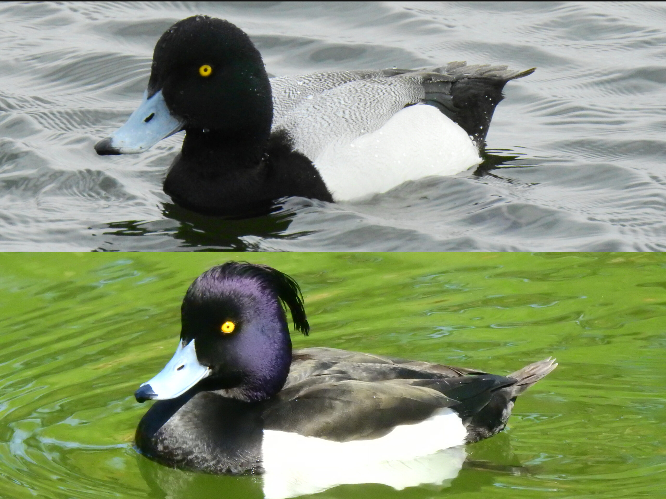 佃月島にくる野鳥の見分け方㊼　「スズガモとキンクロハジロ」　佃二丁目　藤田さん