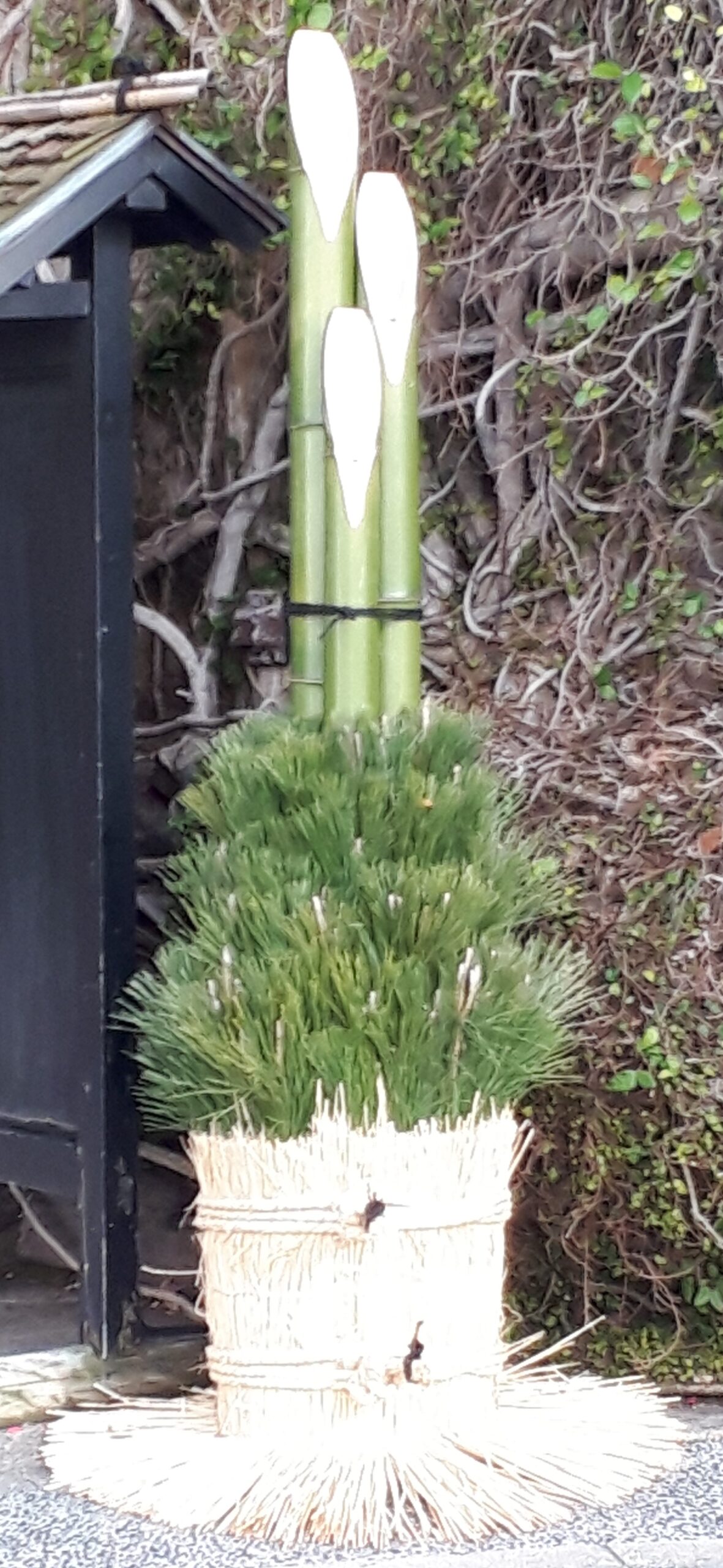 街角植物観察日記⑩　佃二丁目菅野さん　門松