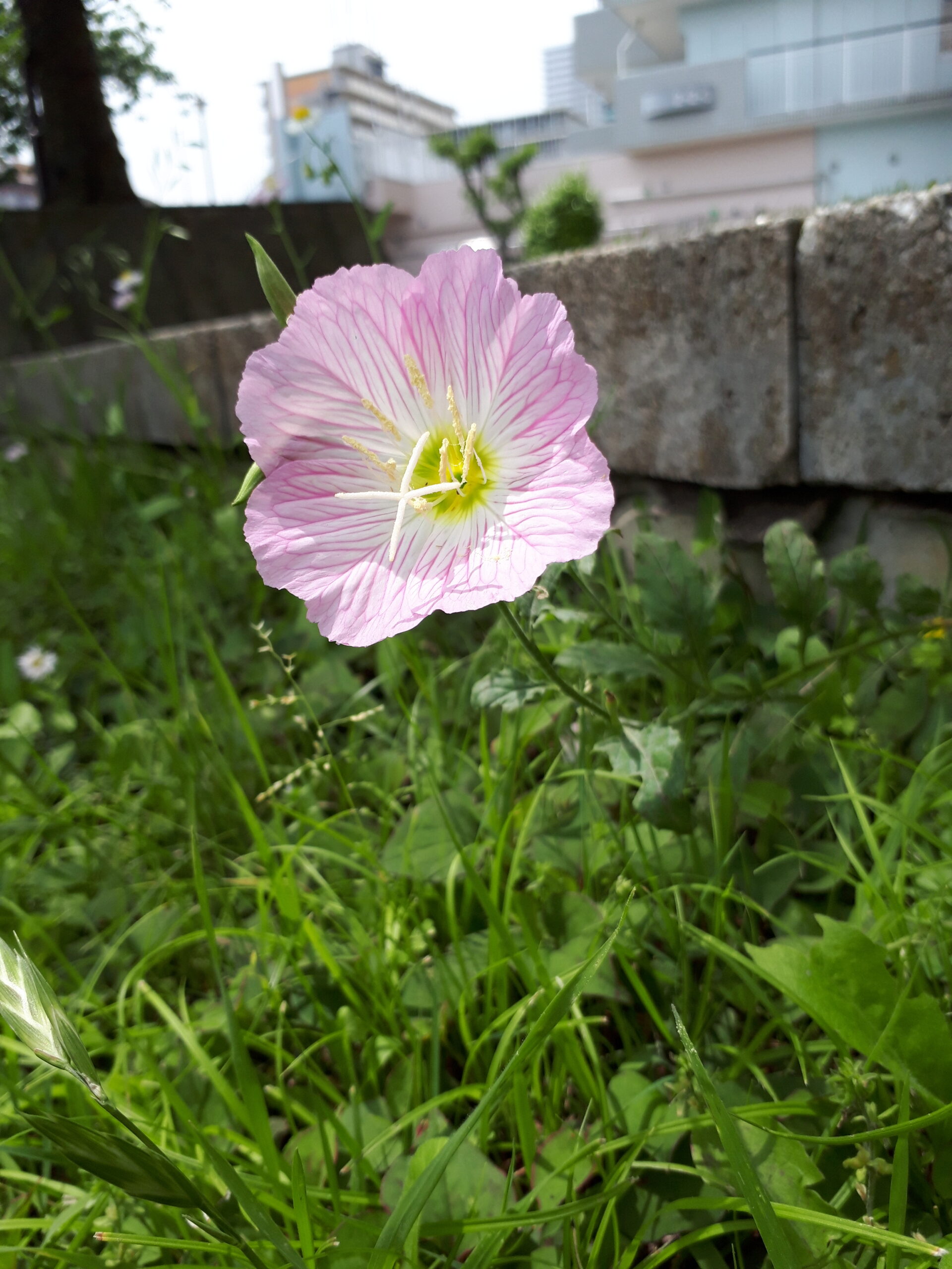 街角植物観察日記③　石川島公園の花々たち　　佃二丁目菅野さん記事