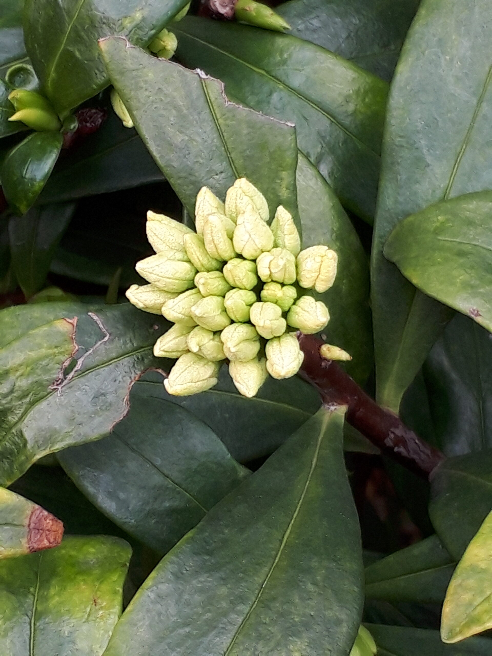 街角植物観察日記⑫　佃二丁目菅野さん　ジンチョウゲの花