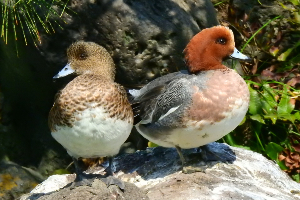 佃月島で観察できる野鳥図鑑　連載36　　ヒドリガモ　　佃二丁目藤田さん