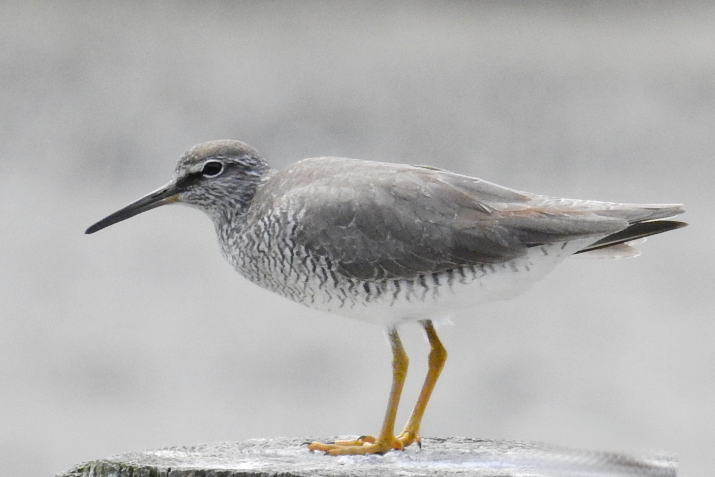 佃月島で観察できる　　野鳥図鑑　連載25 キアシシギ