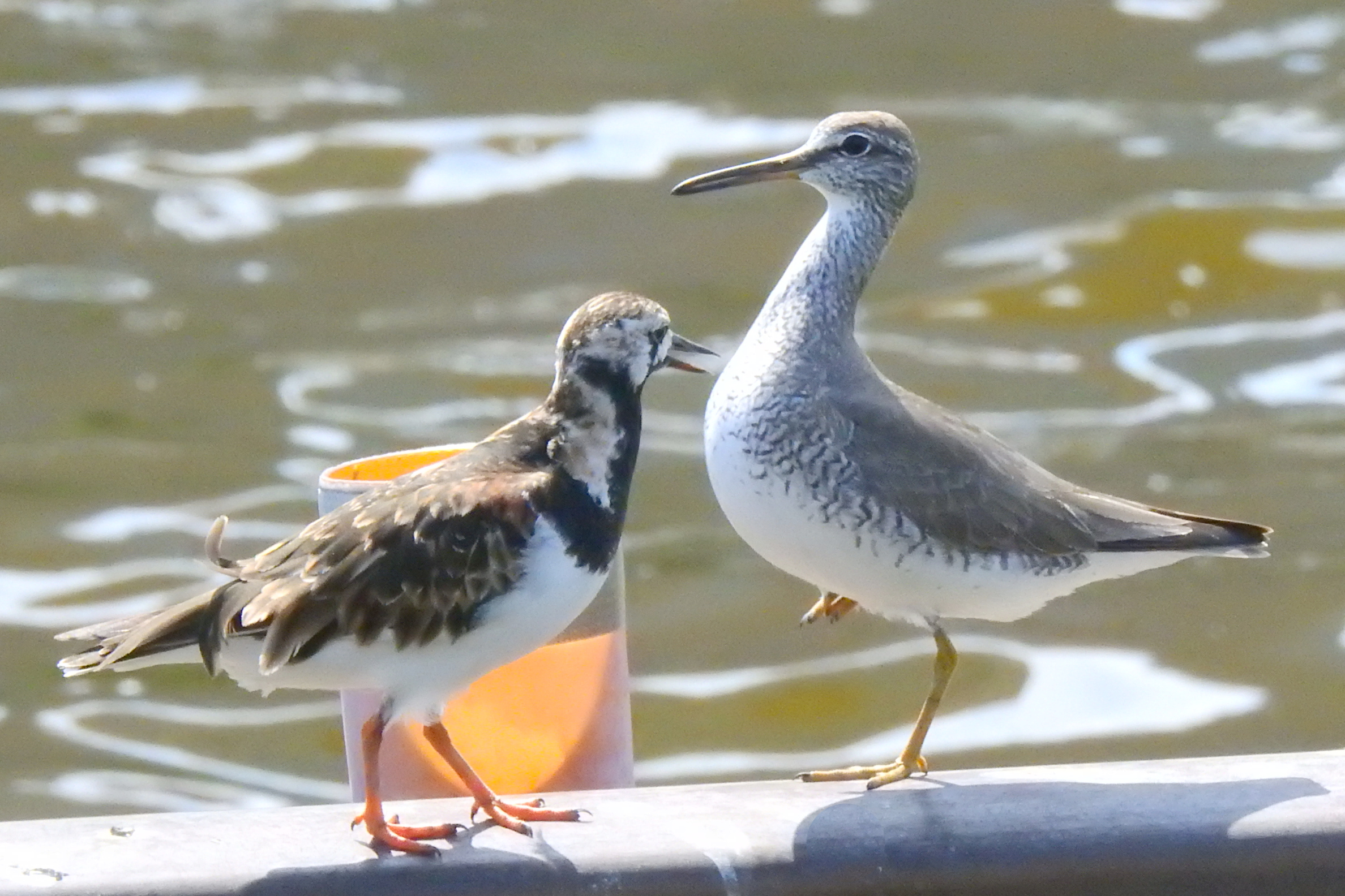 佃・月島にくる野鳥の見分け方５１　5月 キョウジョシギ・キアシシギ　佃二丁目藤田さん