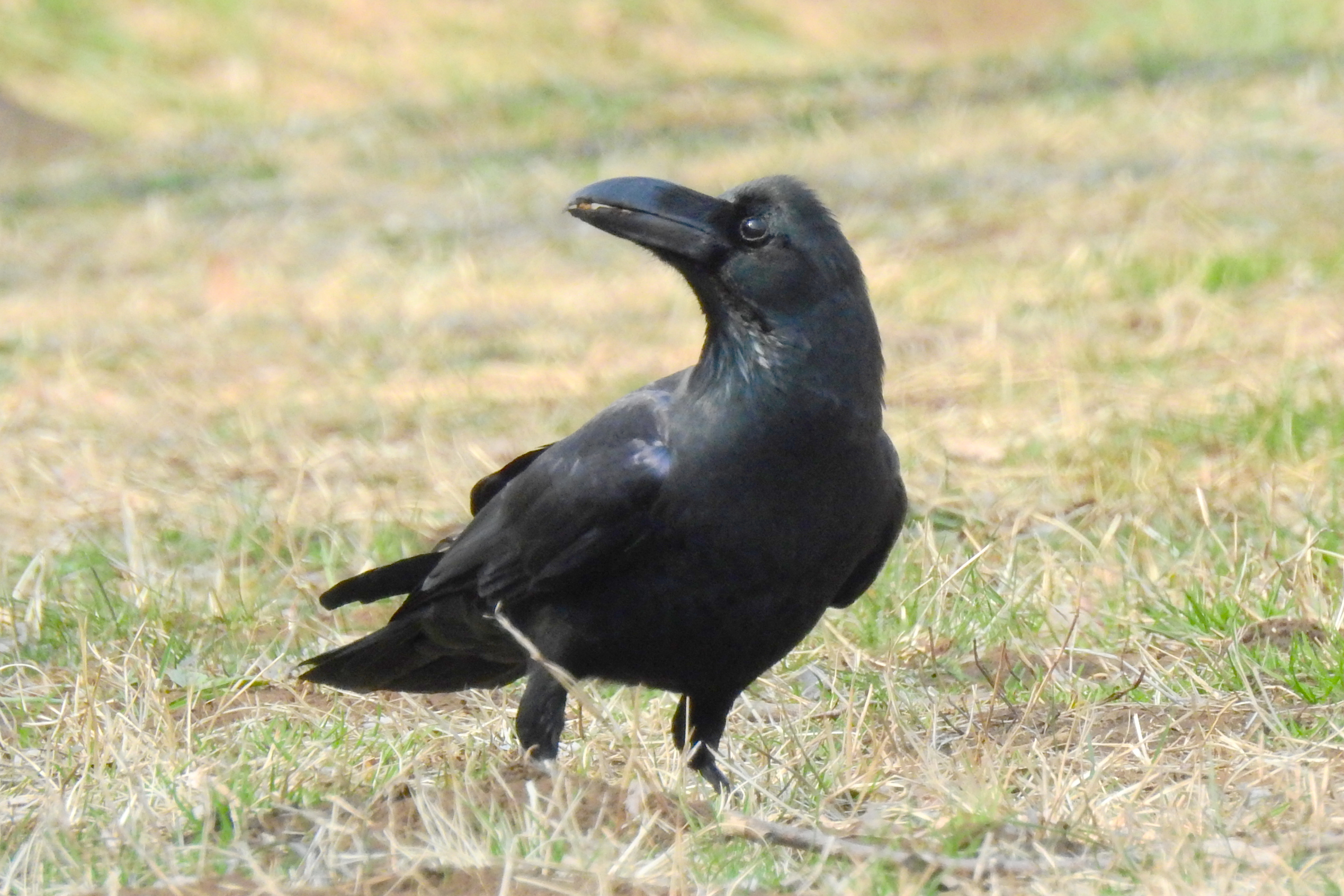 佃月島で観察できる野鳥図鑑　連載39　ハシブトガラス　佃二丁目藤田さん　