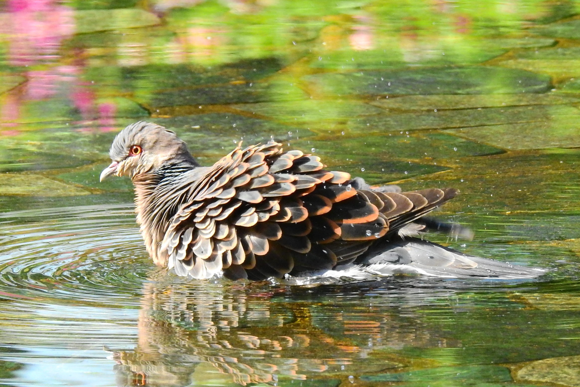 佃月島で観察できる　　野鳥図鑑　連載41　キジバト　佃二丁目藤田さん