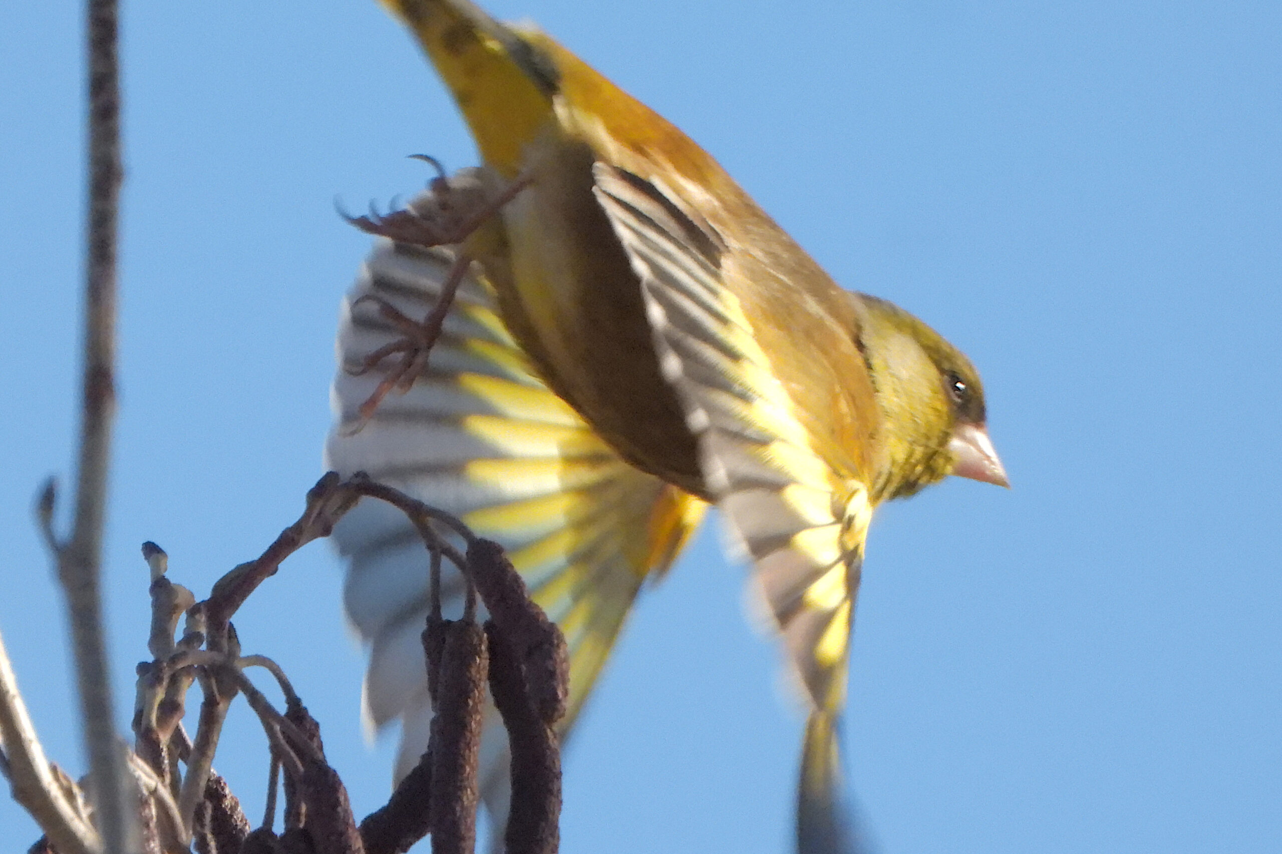 住吉神社・佃堀の 野鳥たち76 　「カワラヒワ」