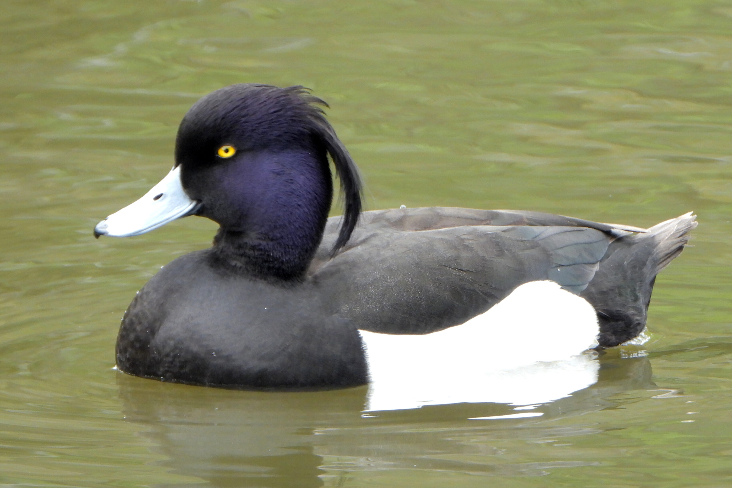 佃月島で観察できる野鳥図鑑　連載23　　「キンクロハジロ」　　オス　　　　メス