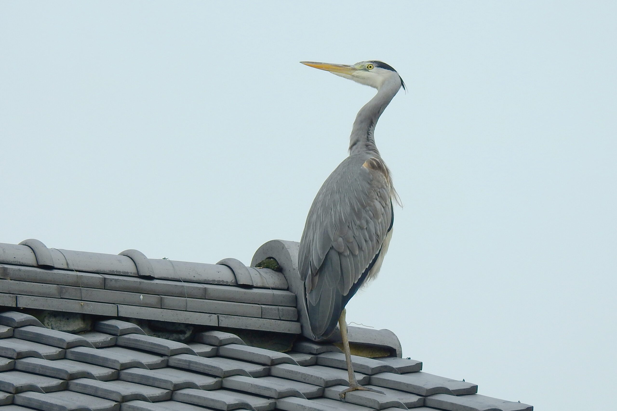 住吉神社・佃堀の野鳥たち　53    「アオサギ」  佃二丁目藤田さん