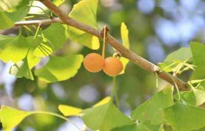 街角植物観察日記50　佃二丁目　菅野さん　　「イチョウ」