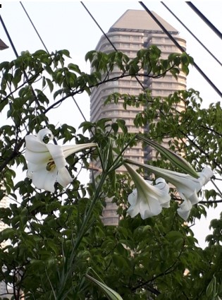 街角植物観察日記45　　佃２丁目菅野さん　「ユリ」