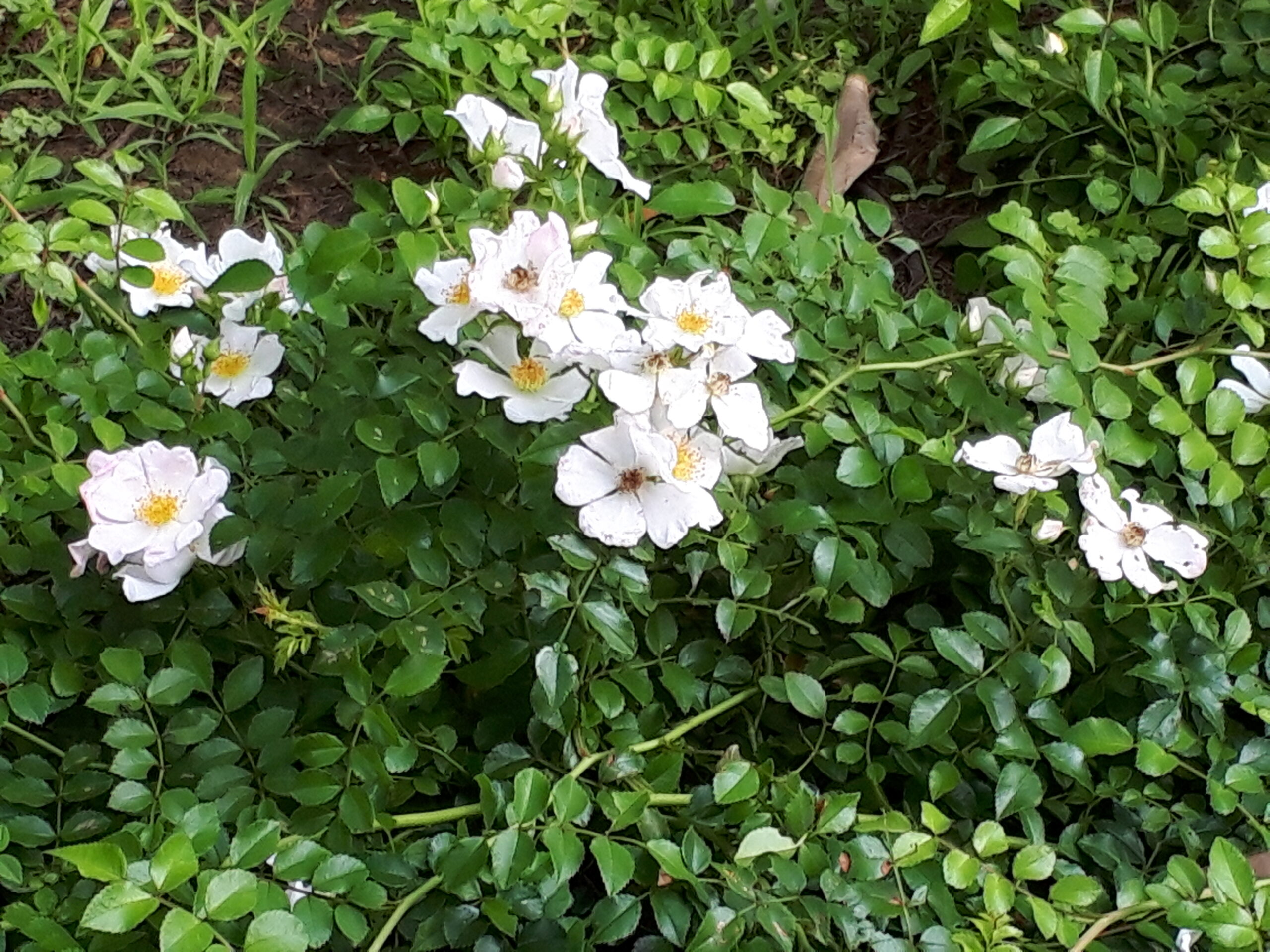 街角植物観察日記⑮　佃二丁目菅野さん　サンショウバラ