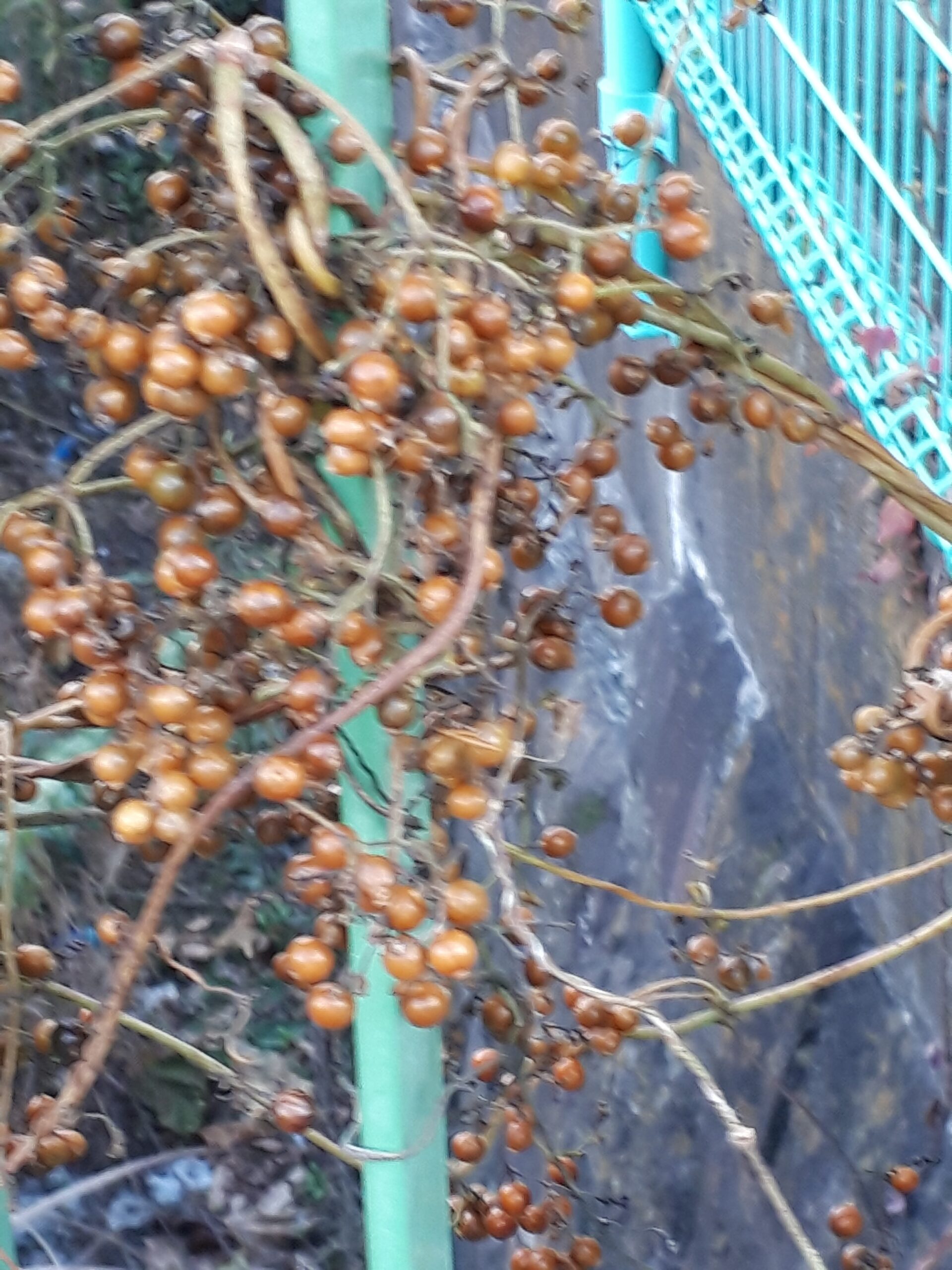 街角植物観察日記⑥ヘクソカズラ　佃二丁目菅野さん