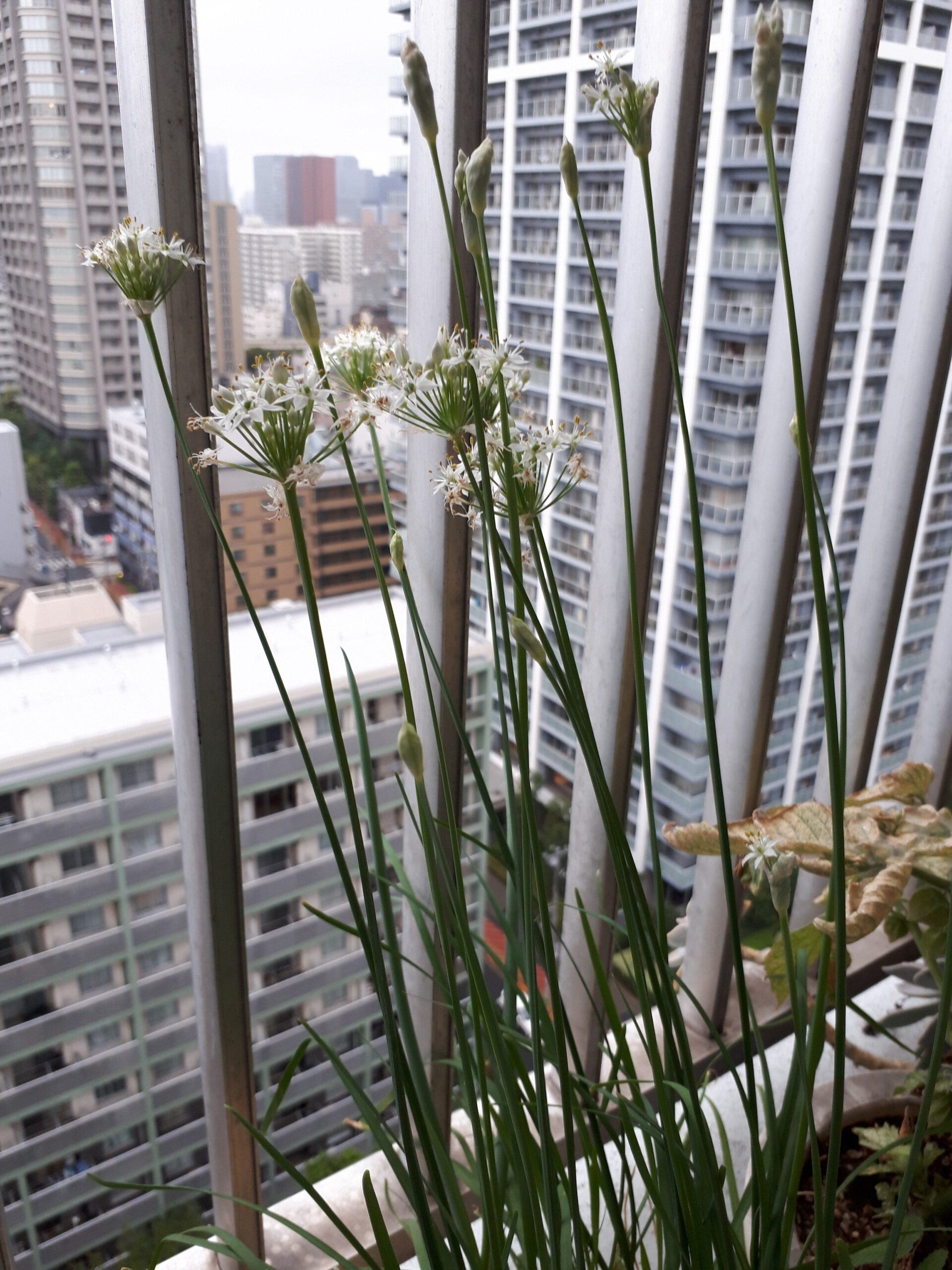 街角植物観察日記⑦　ニラの花　佃二丁目菅野さん