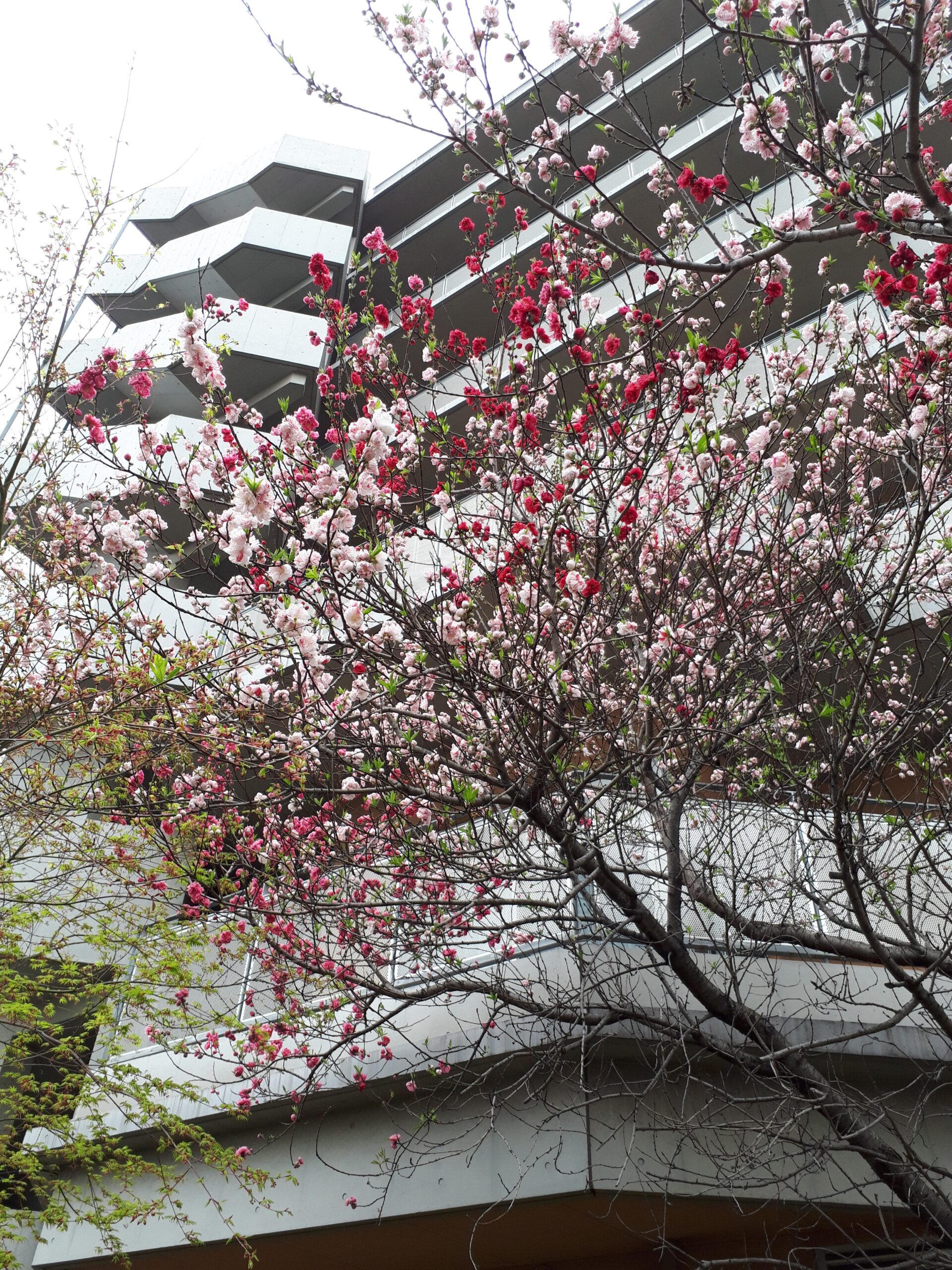 街角植物観察日記⑭　佃二丁目菅野さん　モモの木　