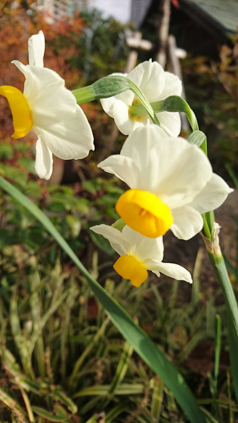 つくつき散歩草花日記３ 月島一丁目永井さん　水仙