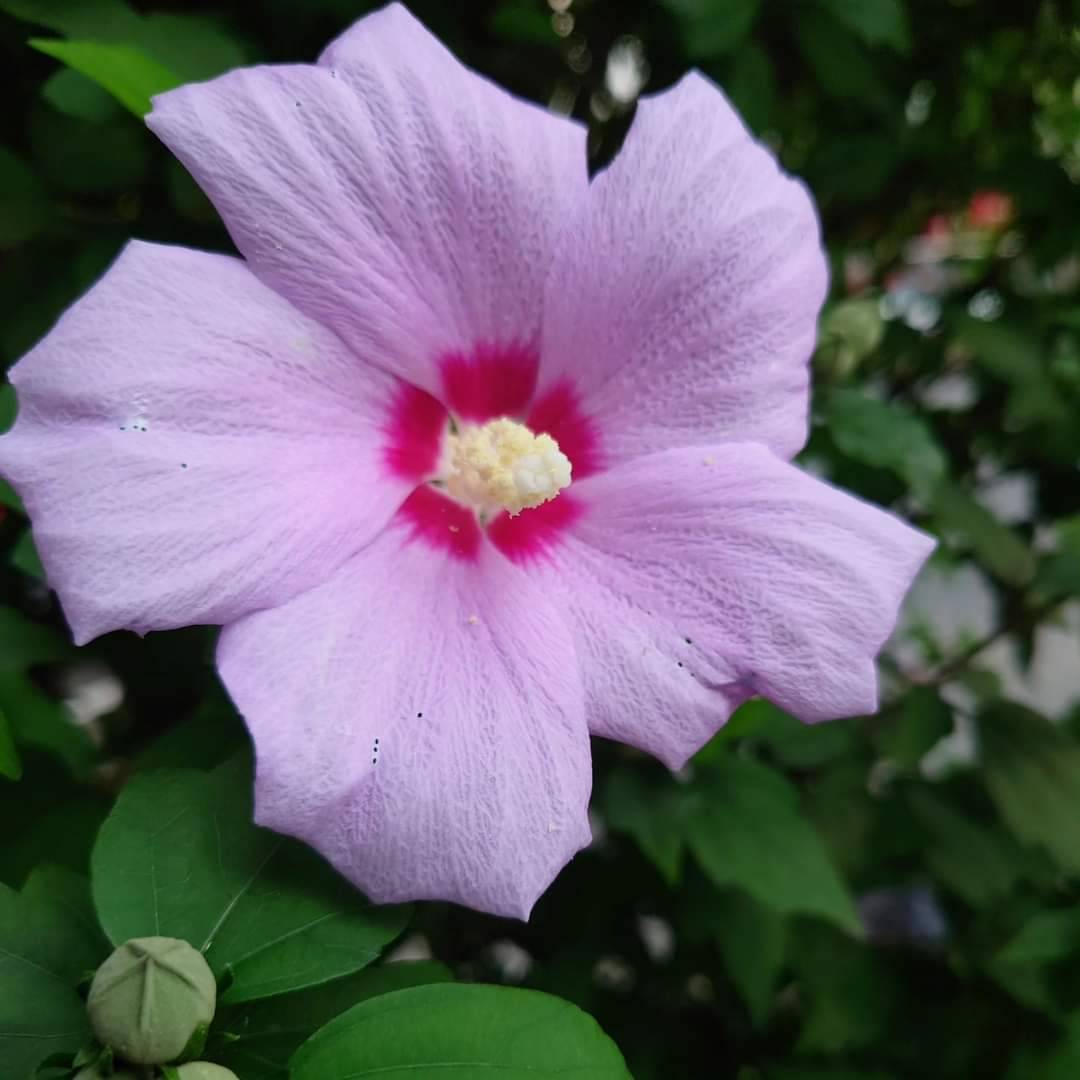 つくつき散歩草花日記9　ムクゲ