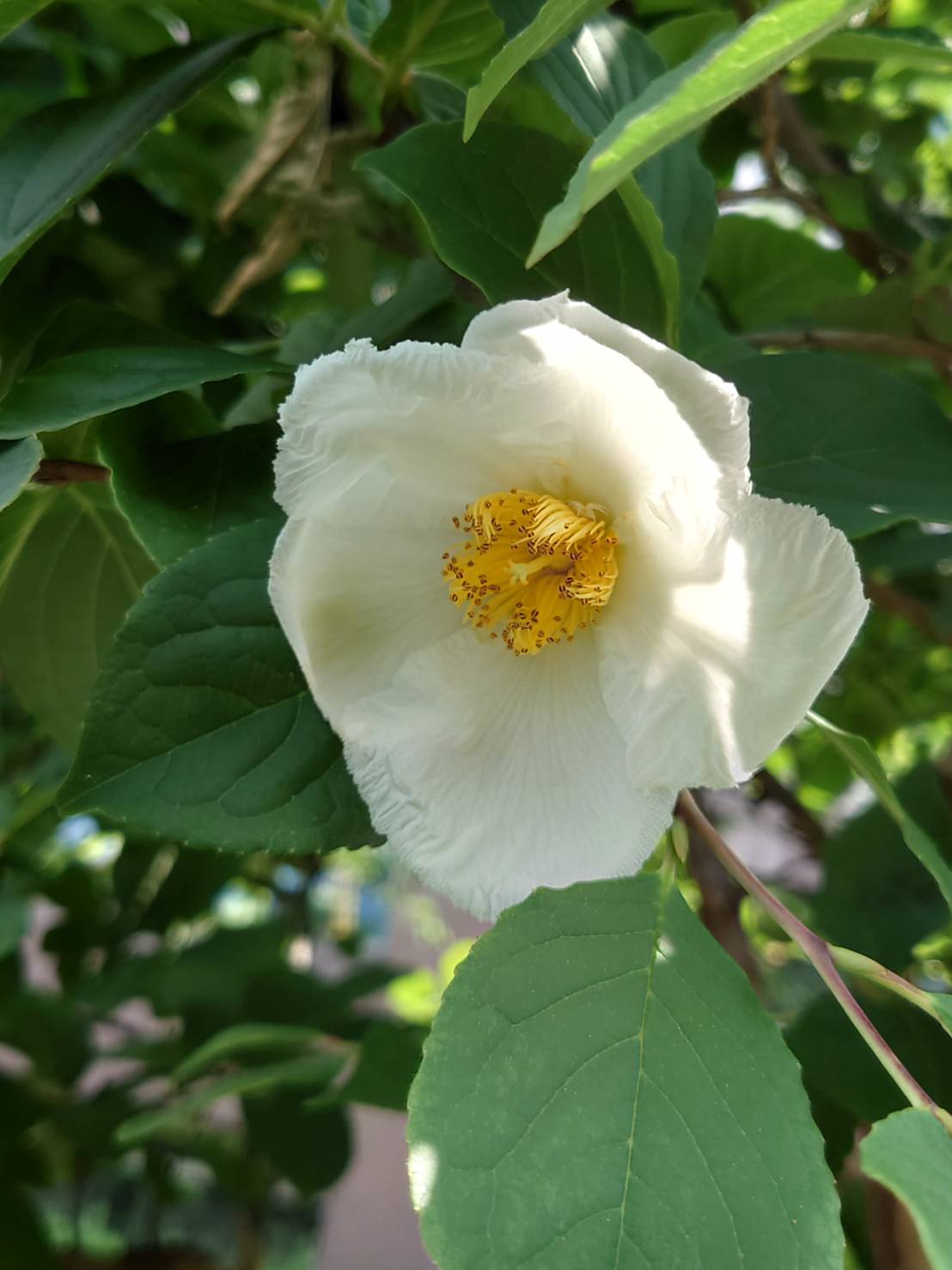 つくつき散歩草花日記７ 月島一丁目永井さん　夏椿