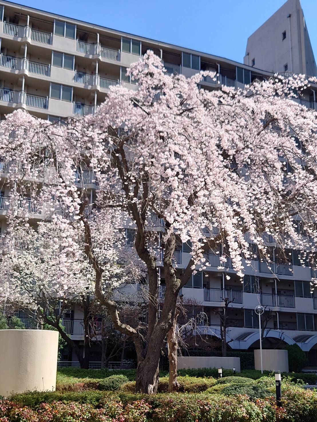 つくつき散歩草花日記５ 月島一丁目永井さん　枝垂れ桜