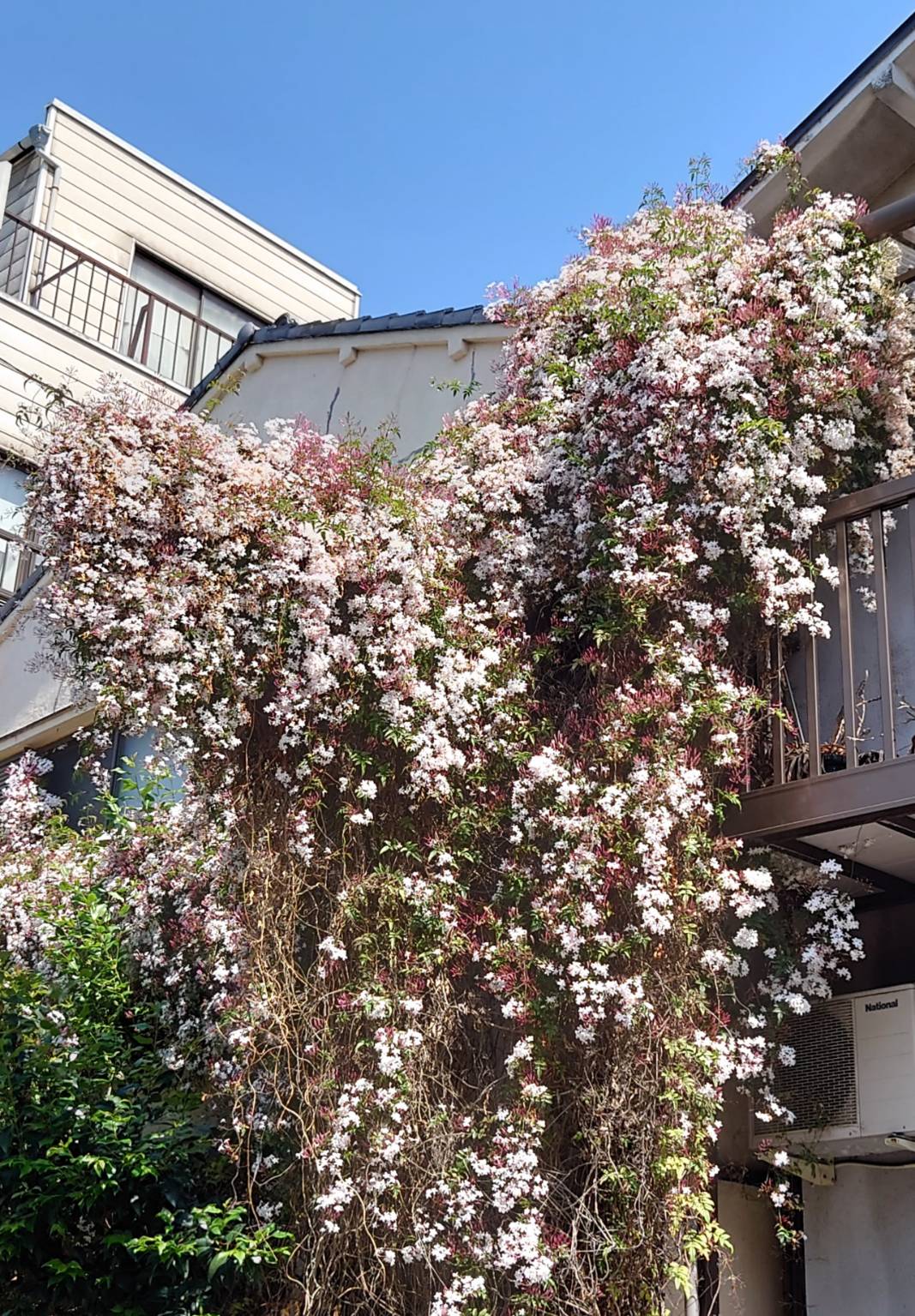 つくつき散歩草花日記６ 月島一丁目永井さん　ジャスミン