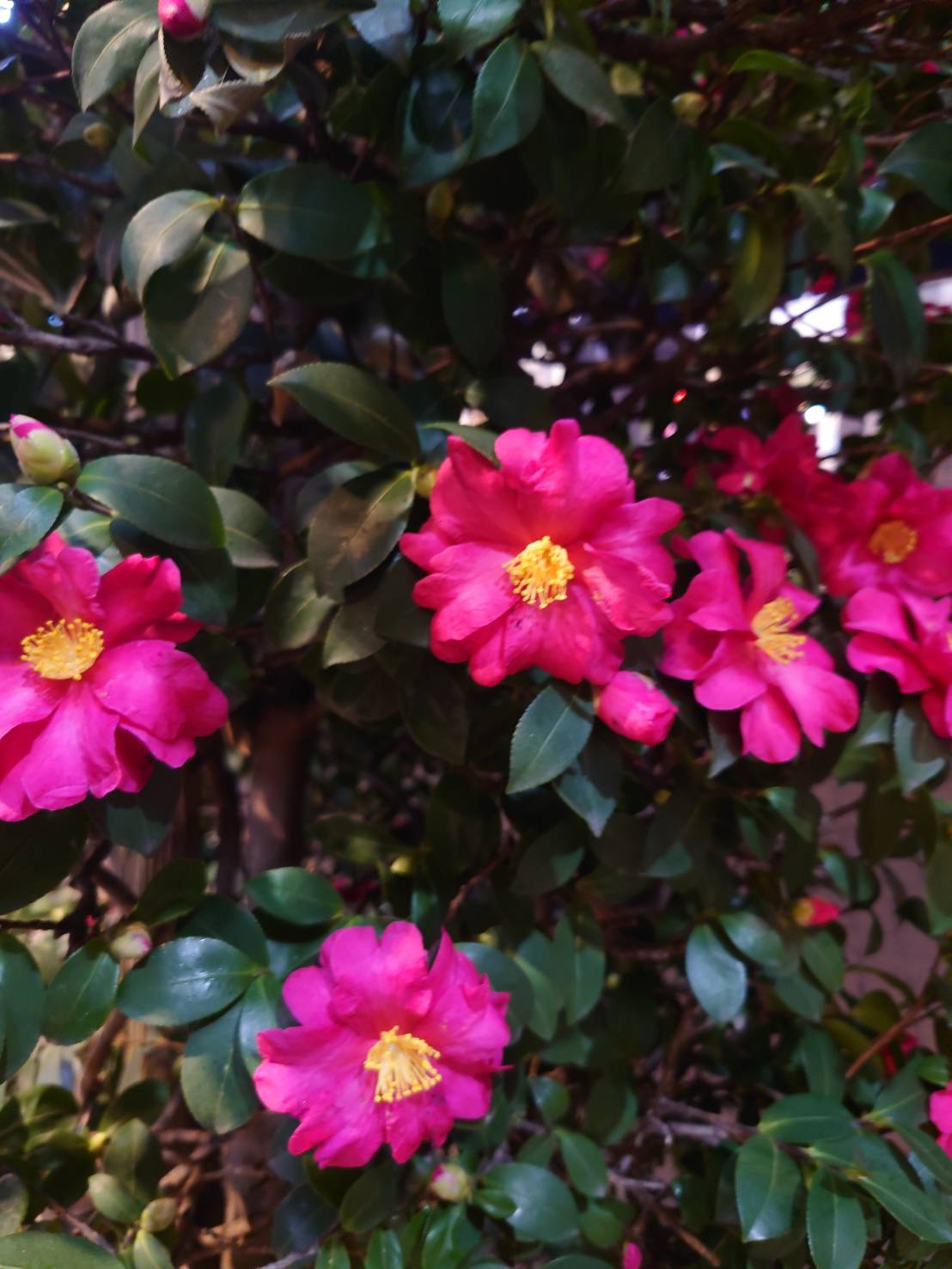 つくつき散歩草花日記14　山茶花