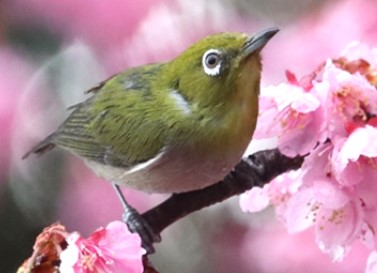 つくつき野鳥観察会2月15日土曜日