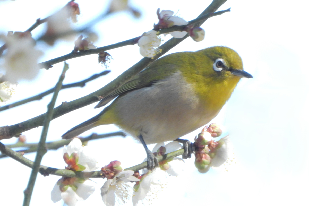 2025-02住吉神社・佃堀の野鳥たち「メジロ」