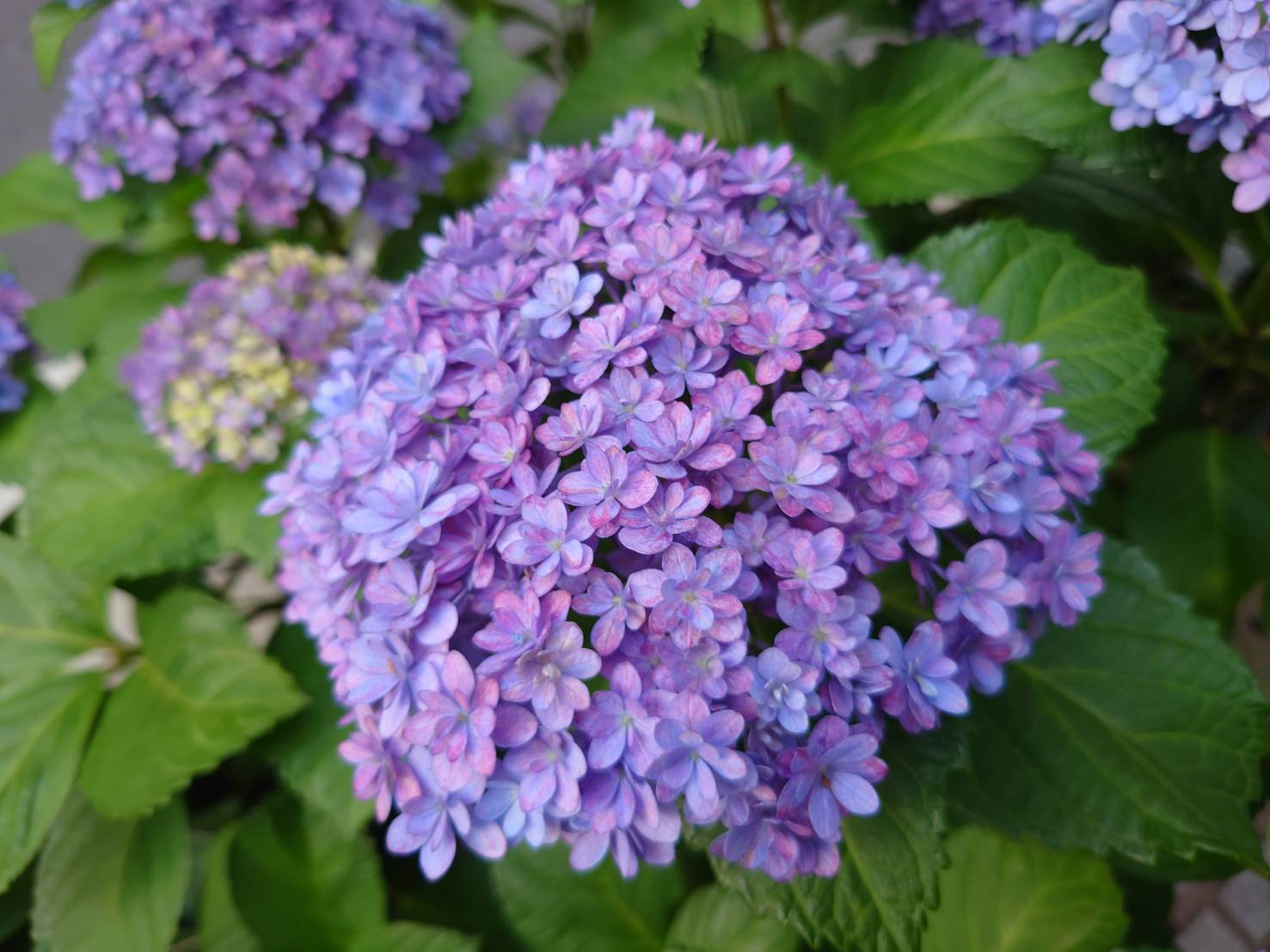 つくつき散歩草花日記19　あじさい