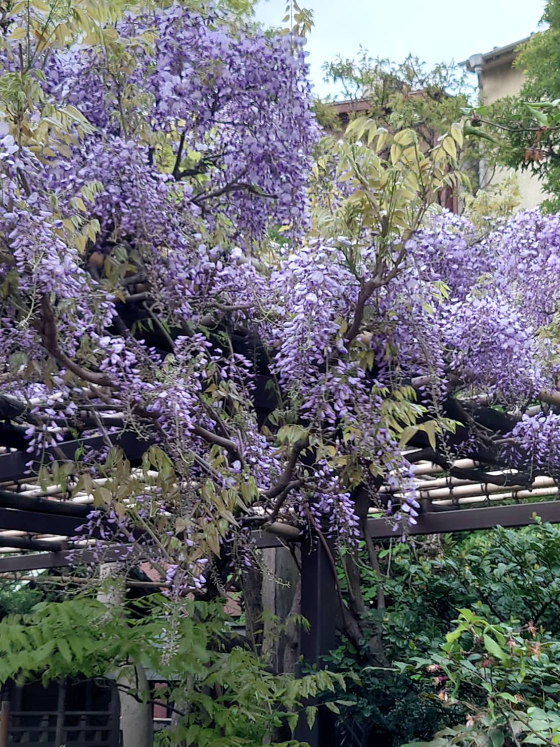 つくつき散歩草花日記17　藤の花