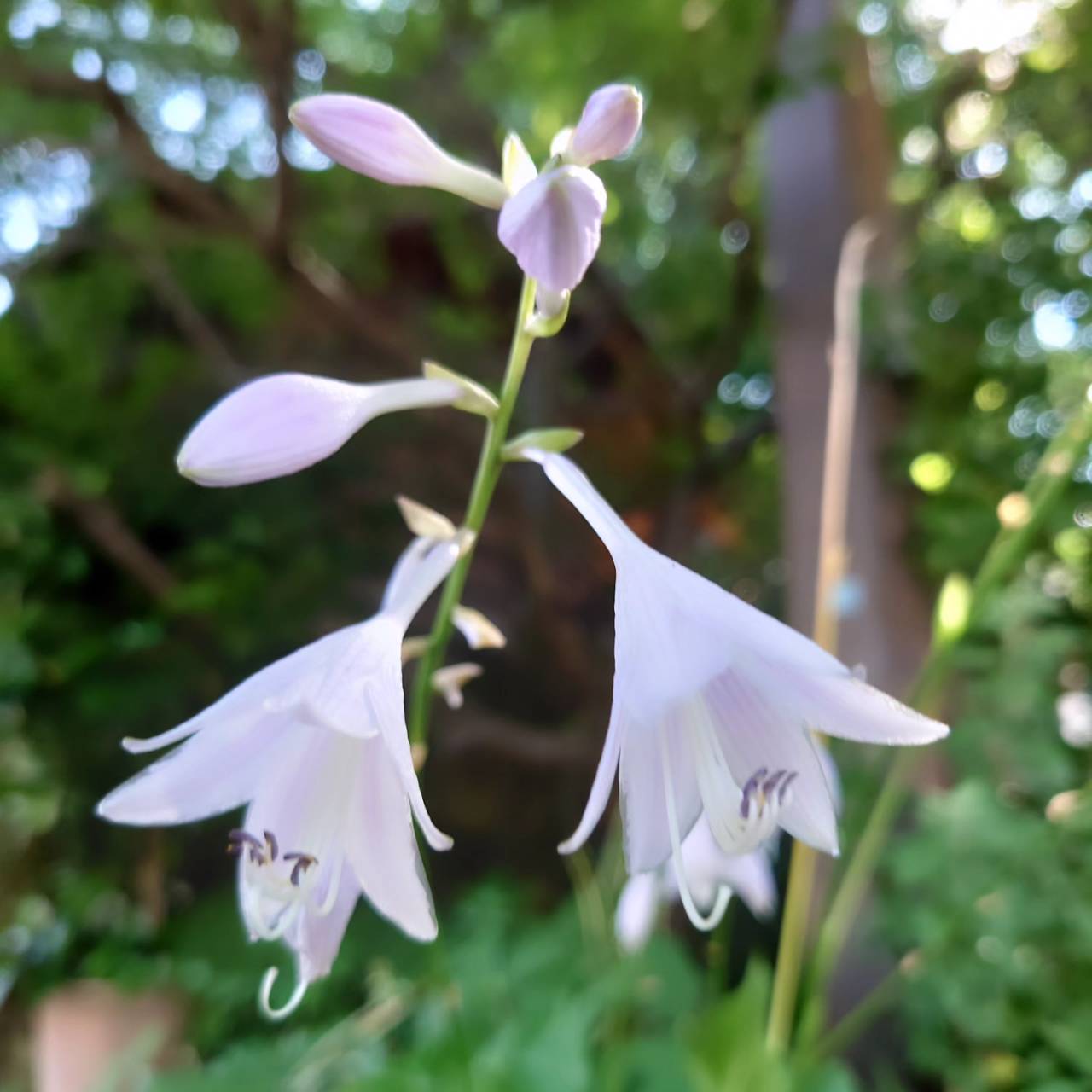 つくつき散歩草花日記20　ギボウシ
