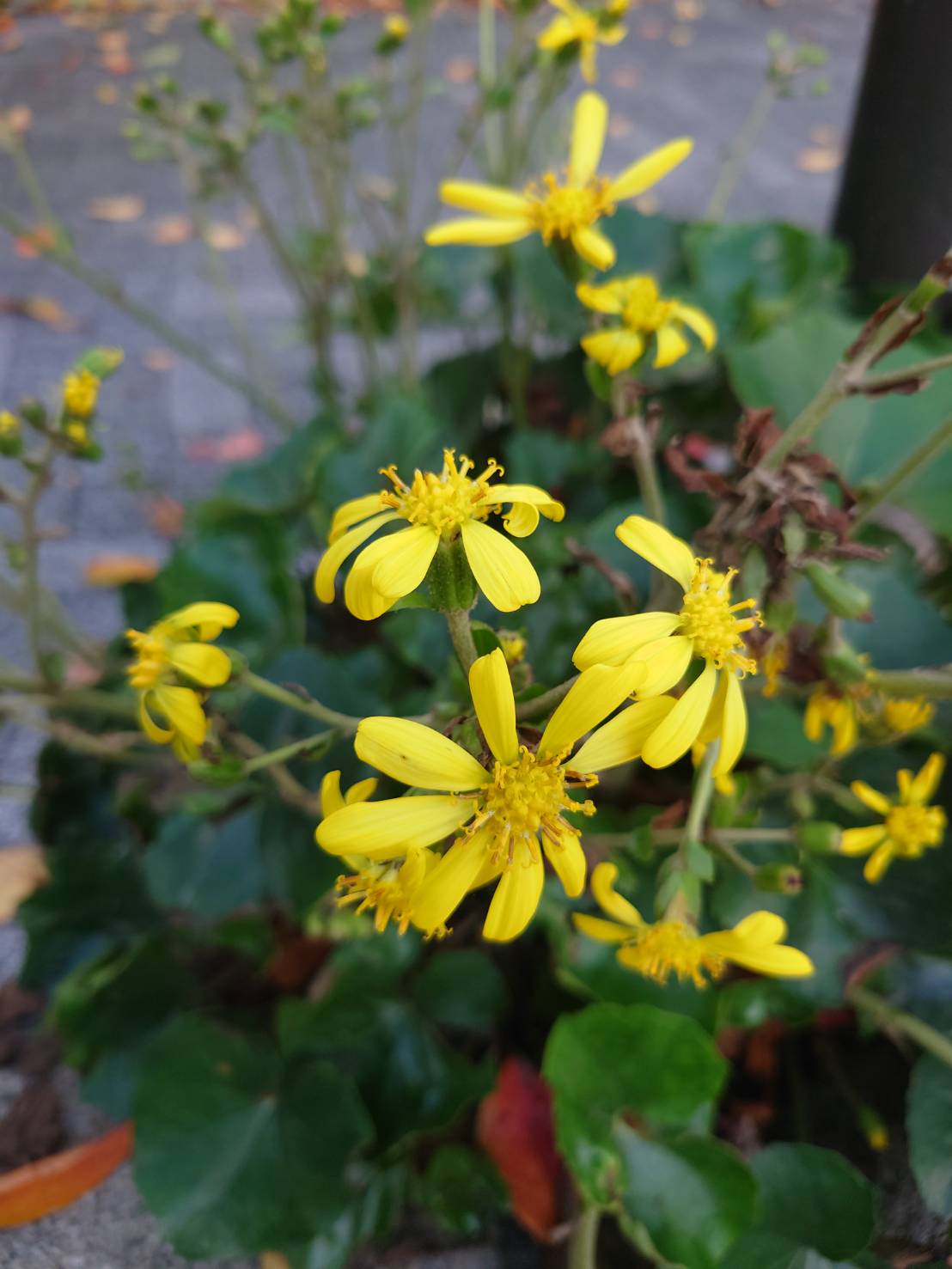 まちかど植物観察日記24　石蕗（つわぶき）