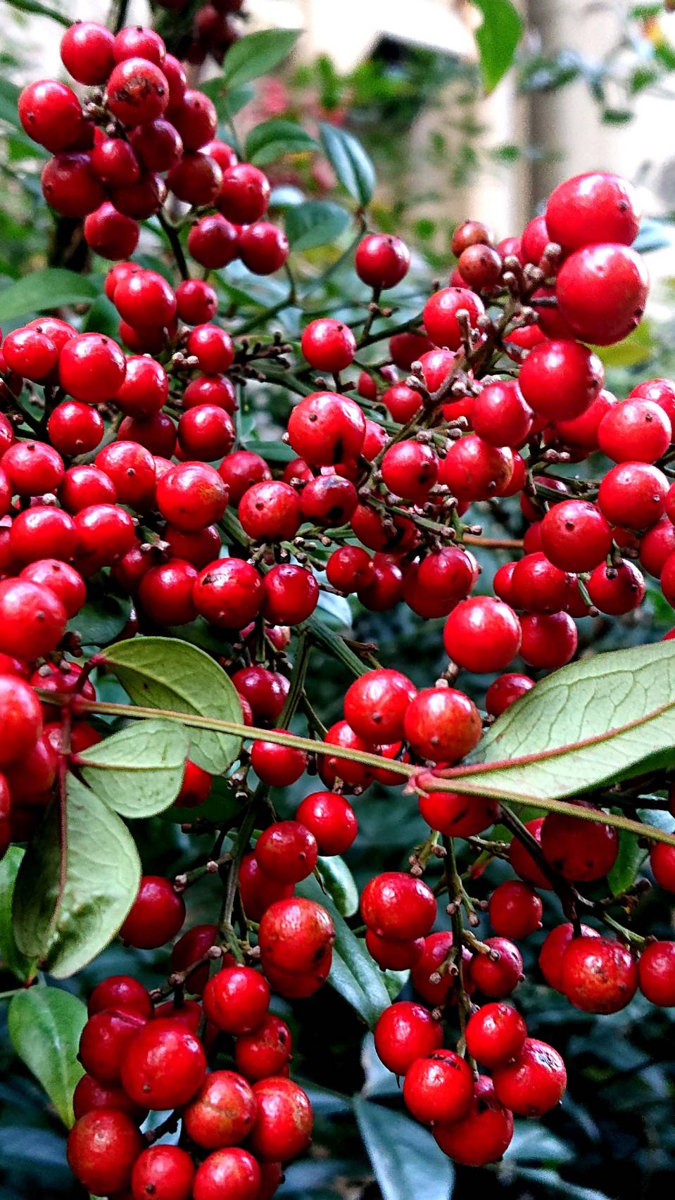 まちかど植物観察日記25　南天