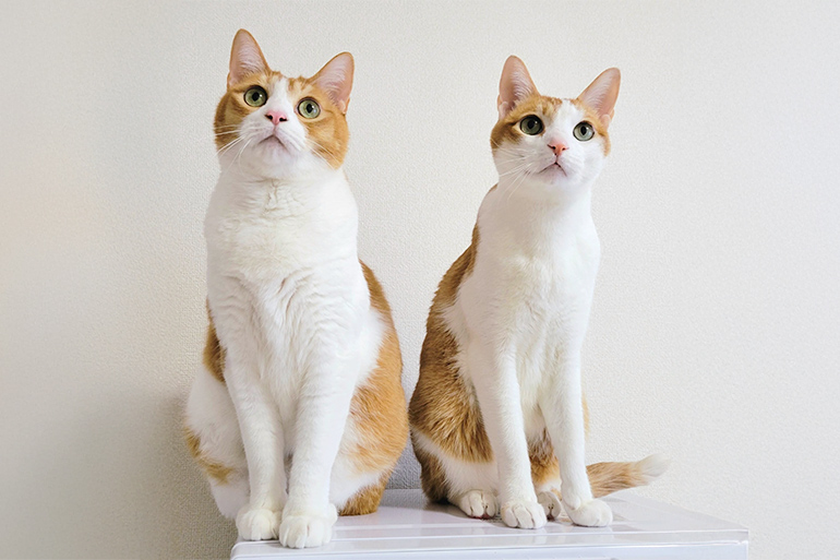 我が家のペット自慢４　山田さんちの猫ちゃん　そっくりですけど　ちょっと違いますね。