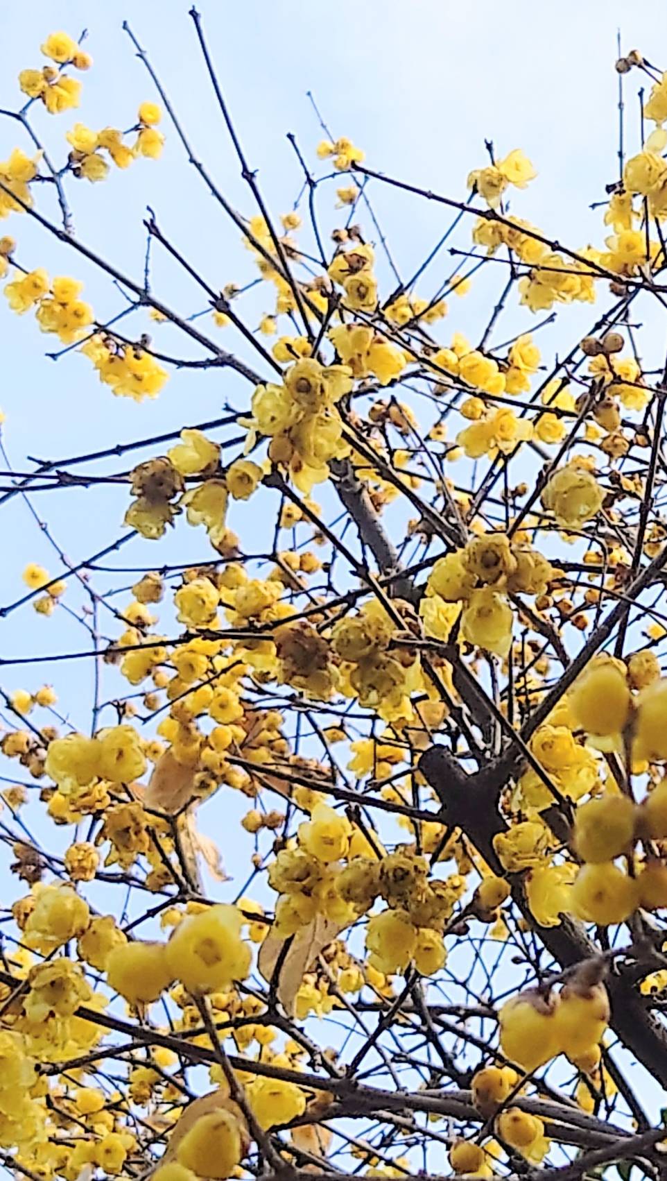 まちかど植物観察日記26　蝋梅ろうばい