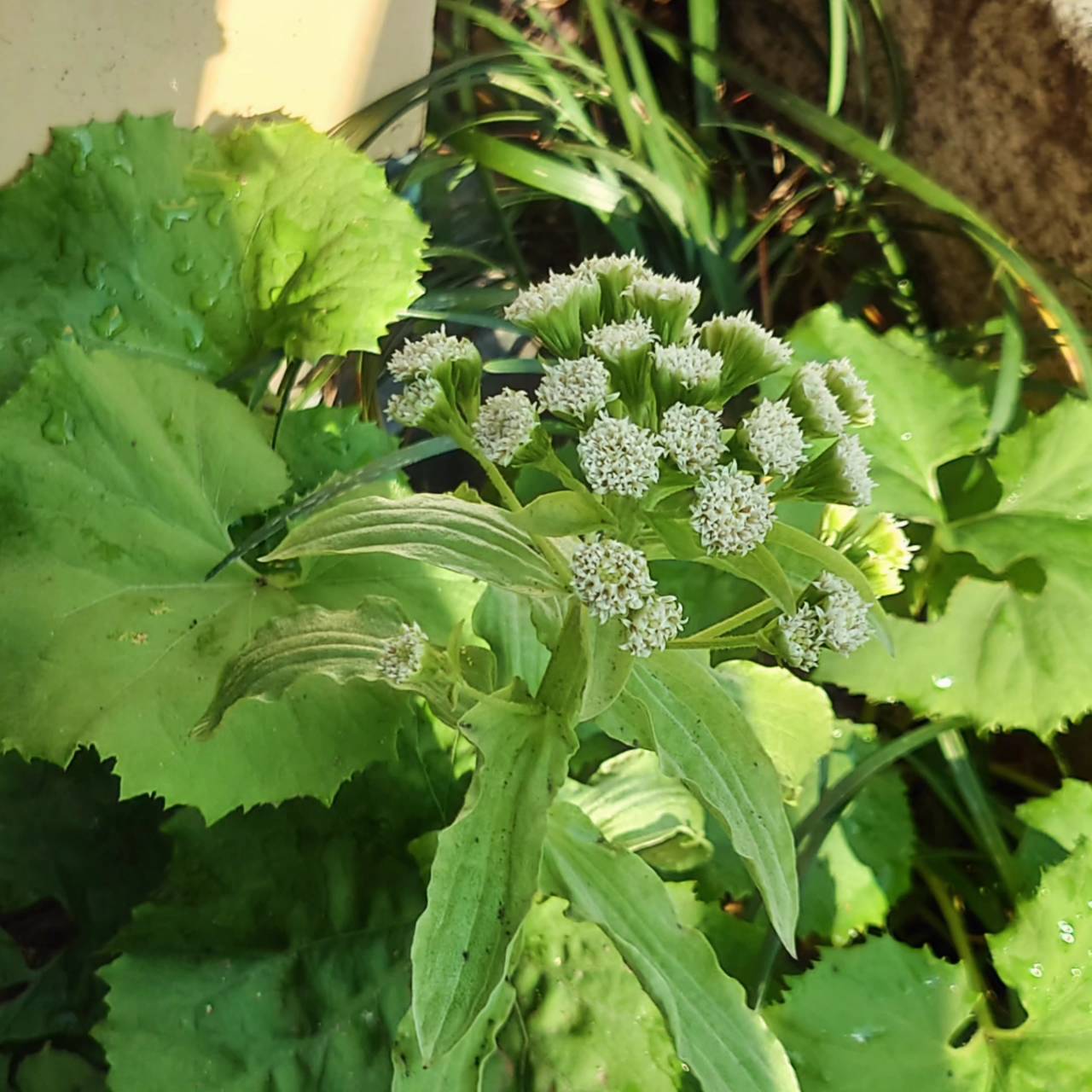 まちかど植物観察日記27　蕗の薹（フキノトウ）