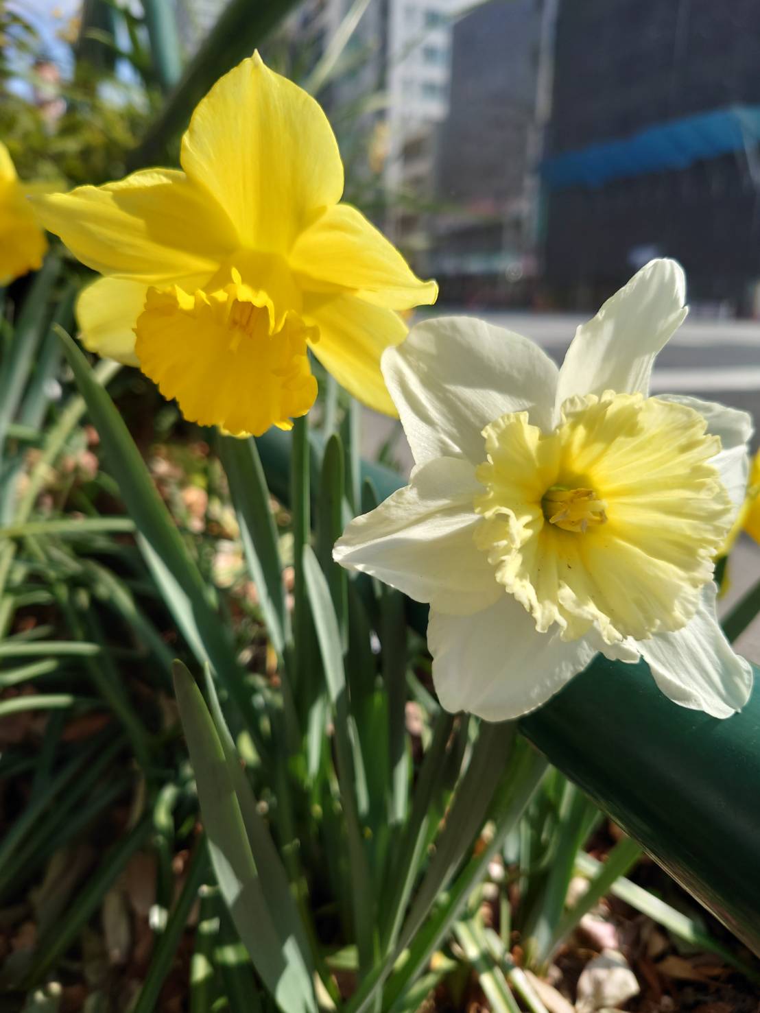 まちかど植物観察日記28  ラッパ水仙