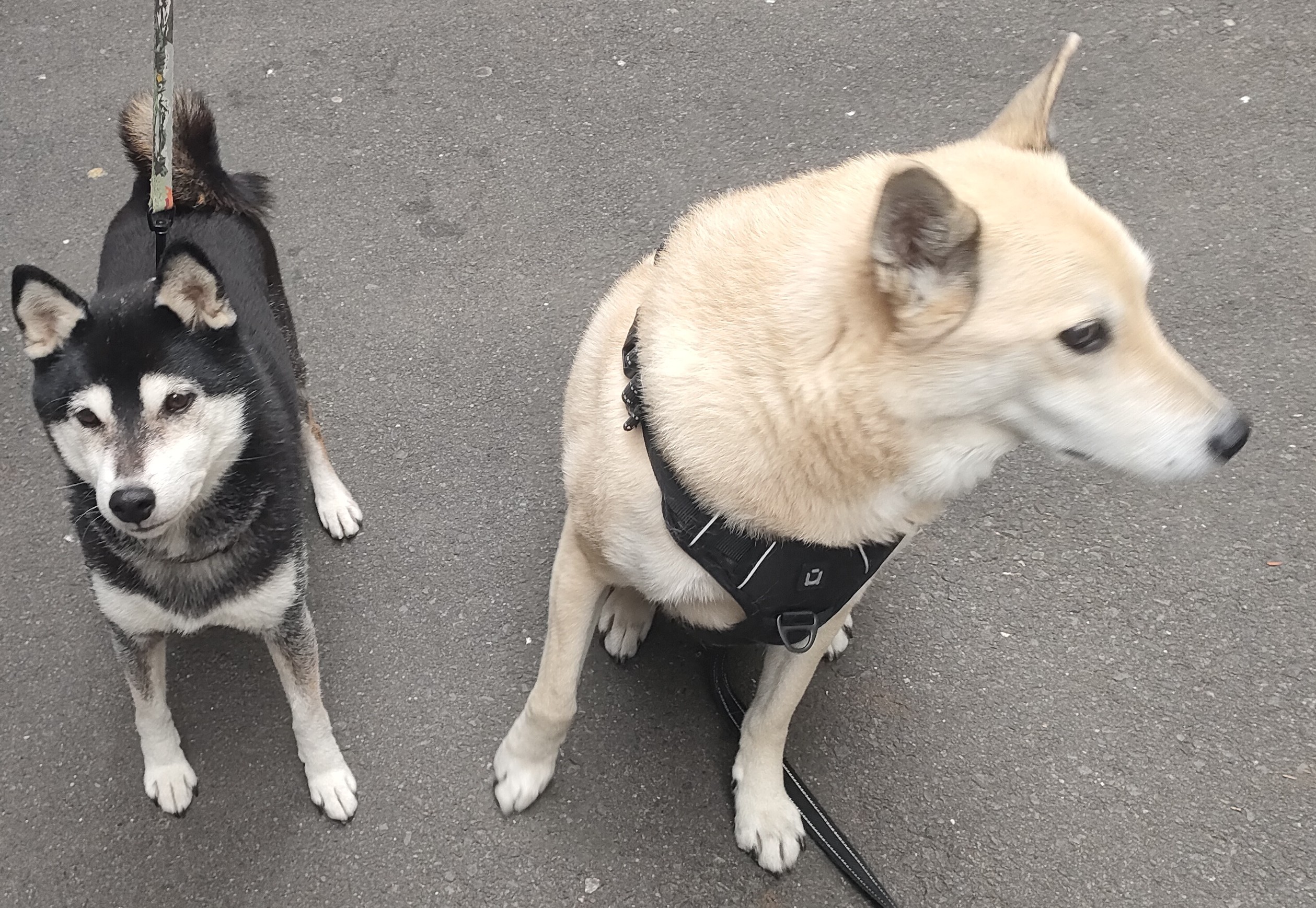 我が家のペット自慢6  西仲通りペットのオアシス